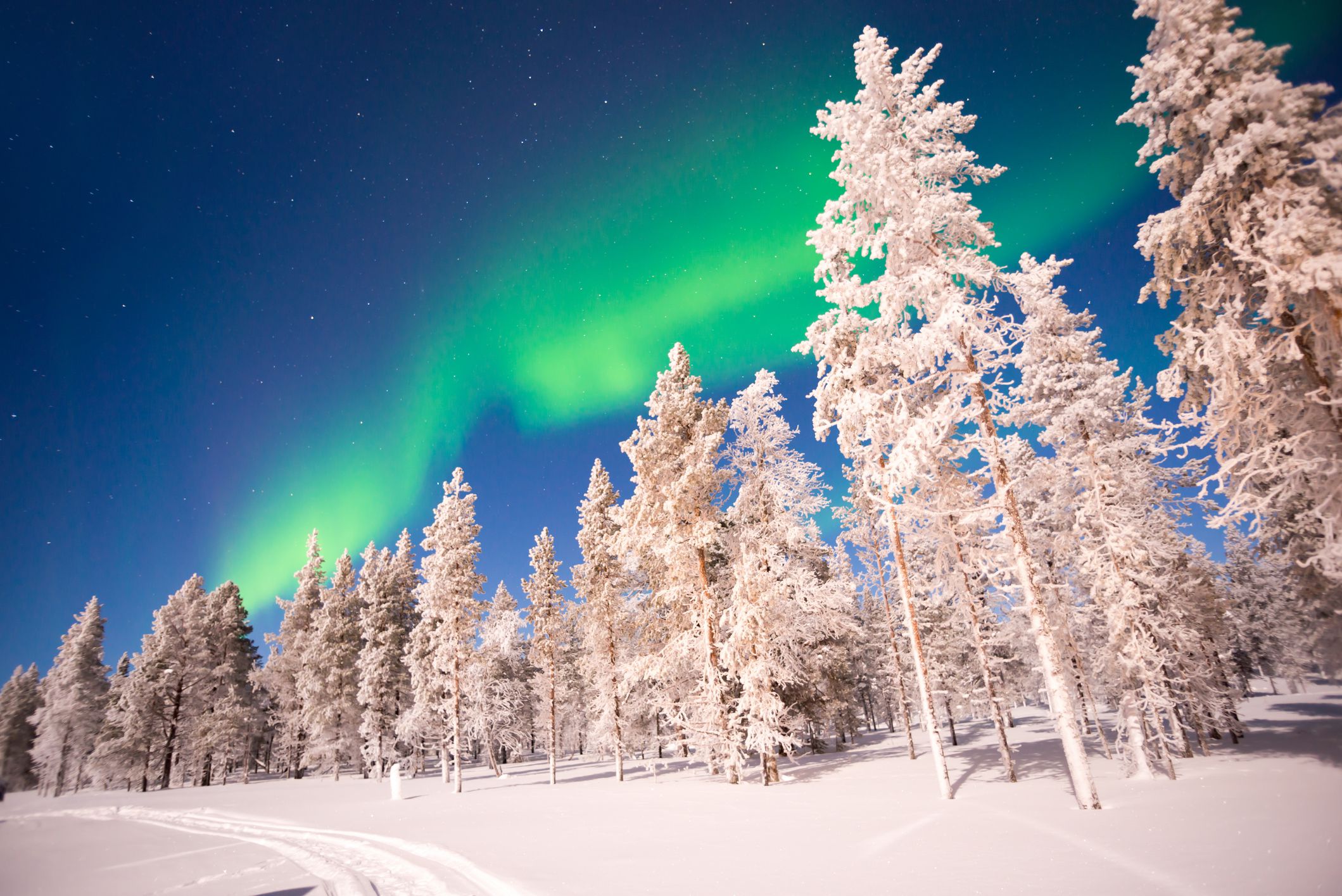 Snow covered trees on snowy ground against the Aurora Borealis in Lapland, Finland