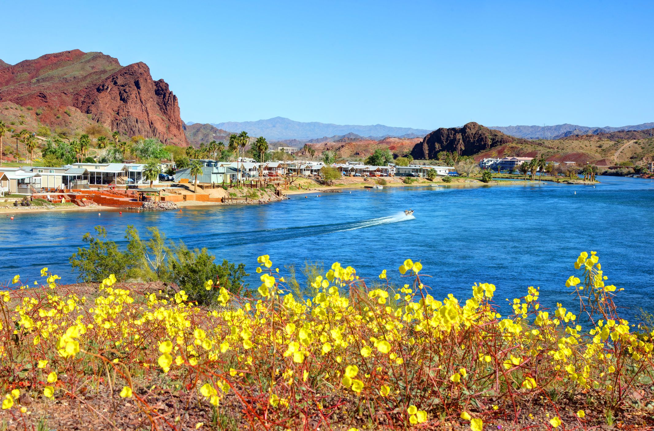 Desert wildflowers along the Colorado River near Lake Havasu City, Arizona with lake and mountains in the background