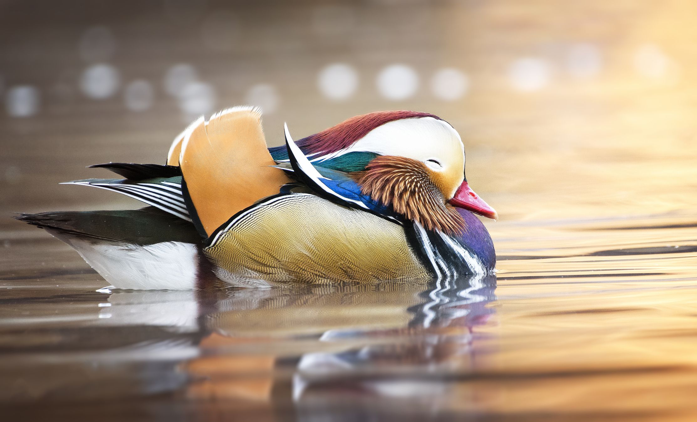 Mandarin Duck
