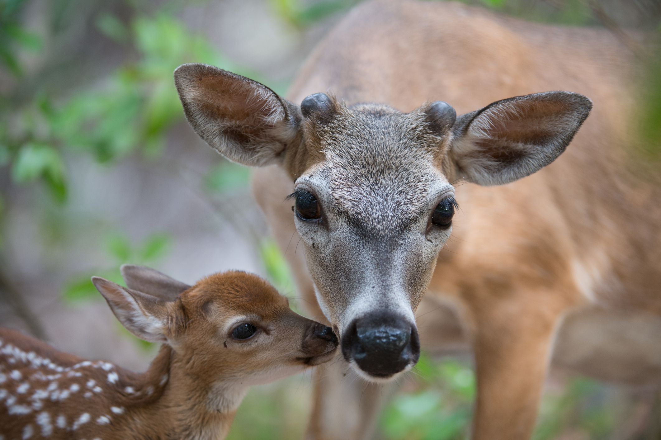Key Deer