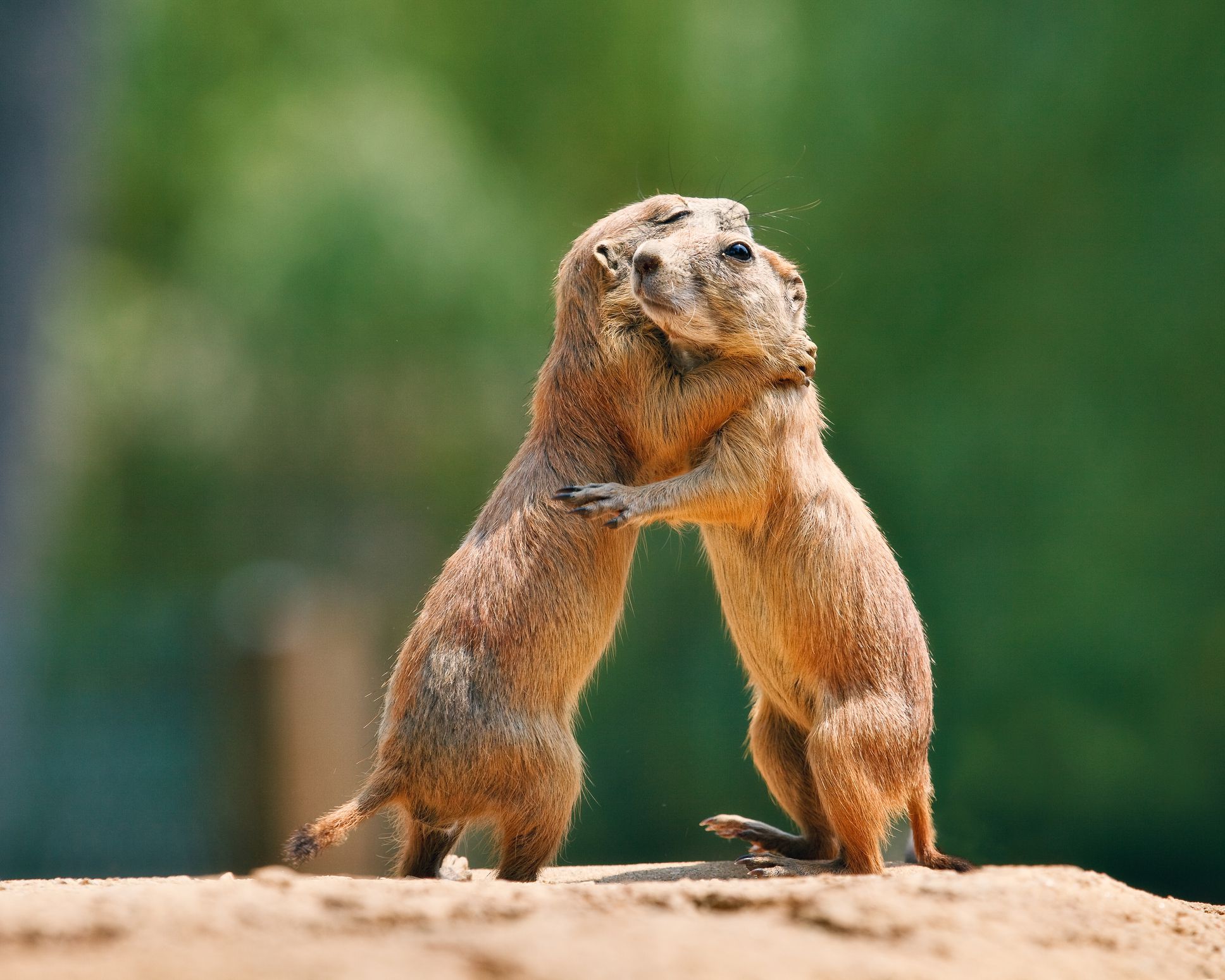 Prairie Dogs