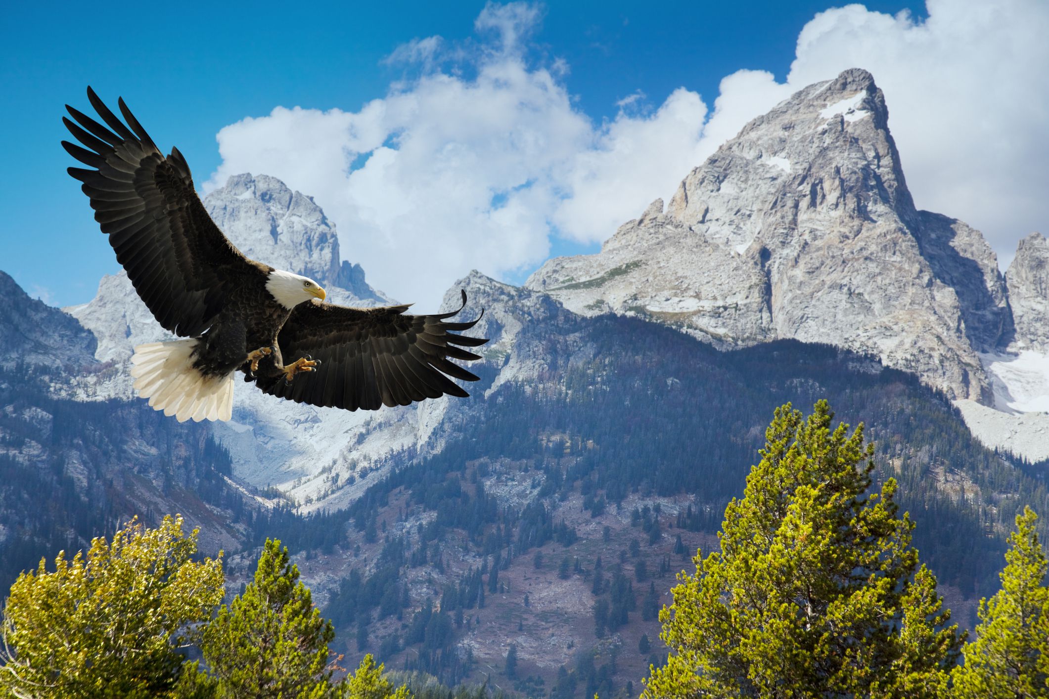 Bald Eagle