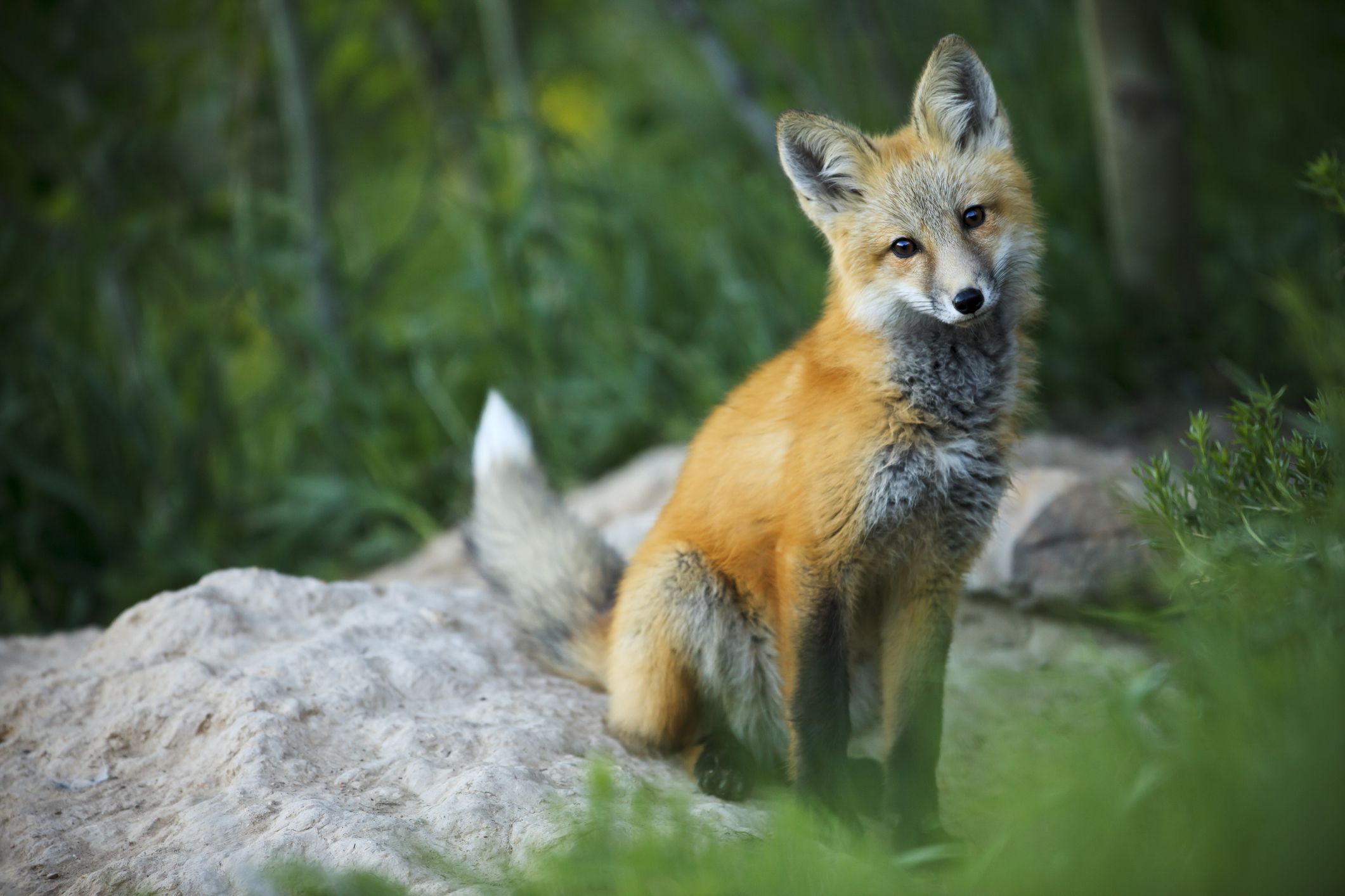 Red Fox