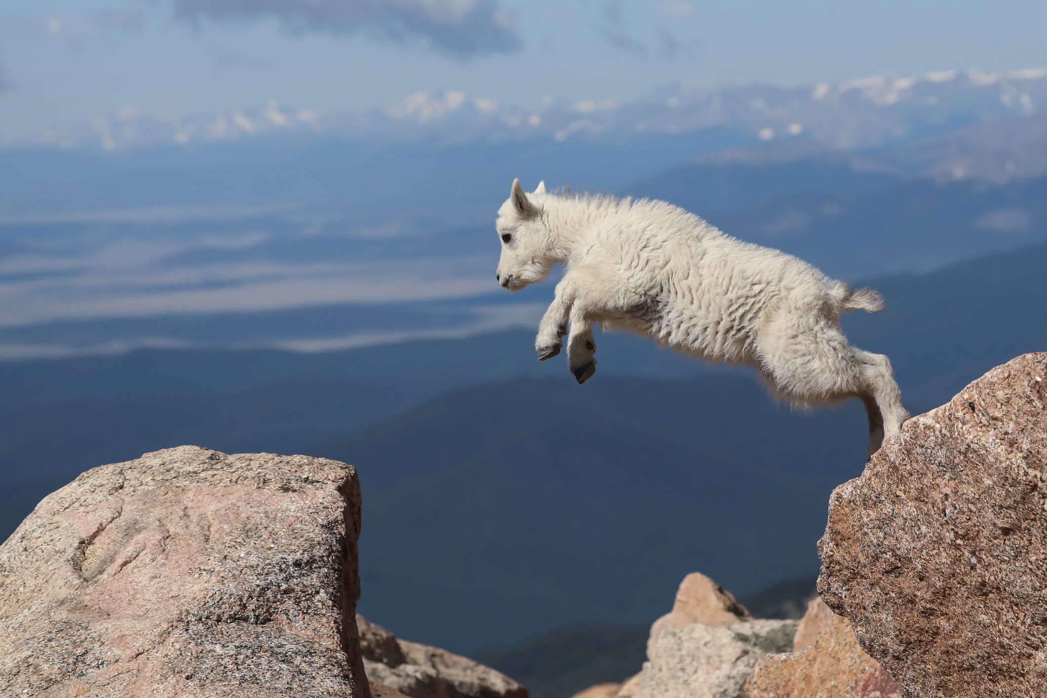 Mountain Goat