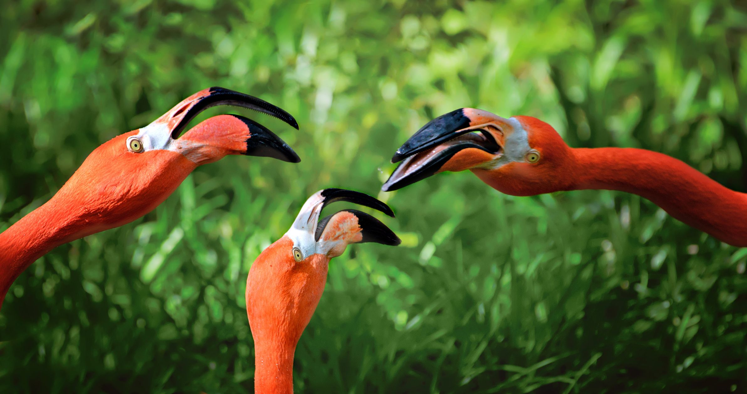 American Flamingos