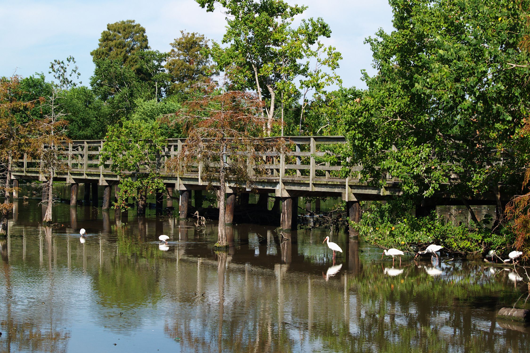 Lafreniere Park, Metairie, Louisiana, foot bridge with white ibises
