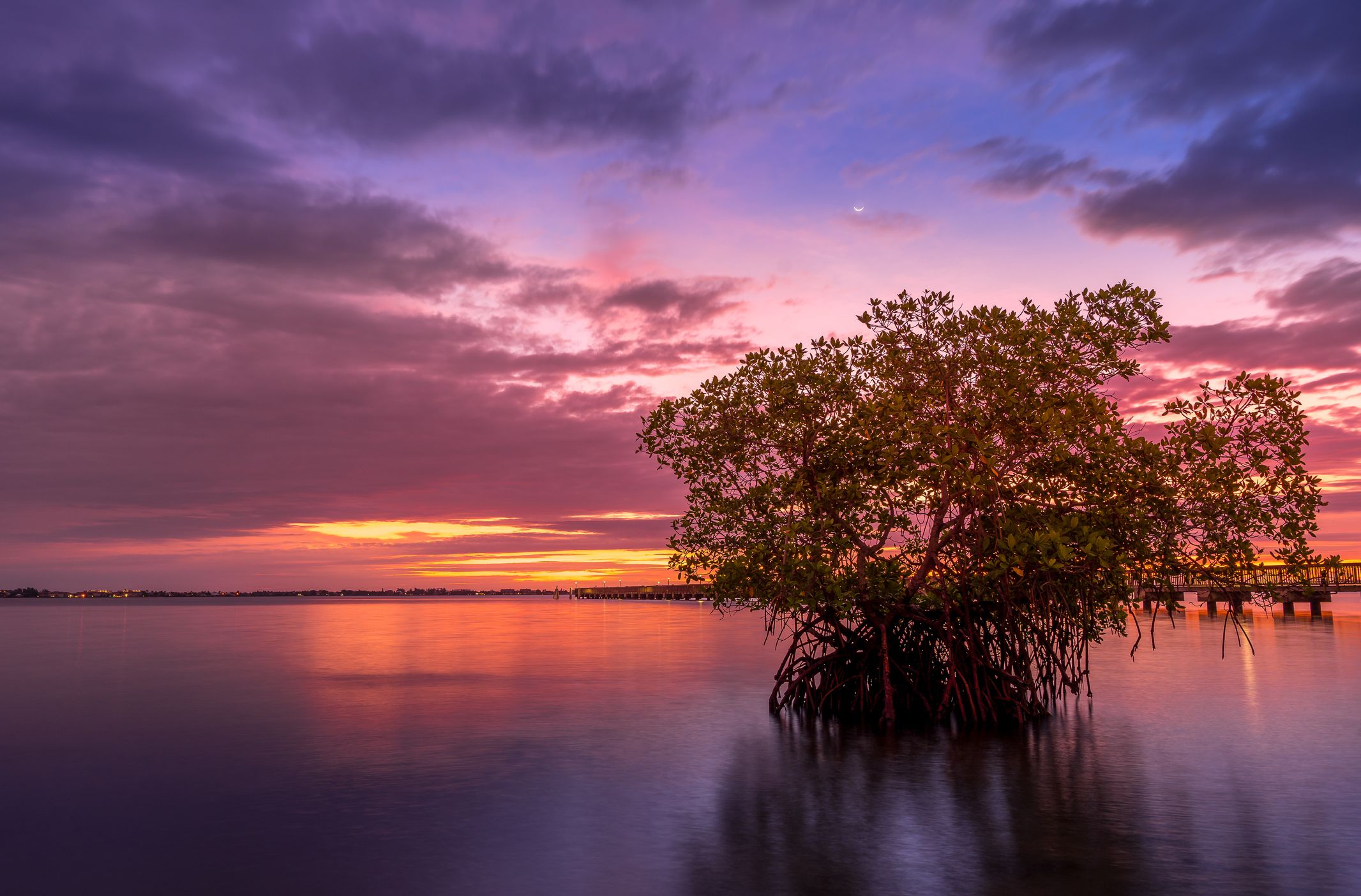 Lone mangrove tree in water at Jensen Beach in Port St. Lucie, Florida during sunrise