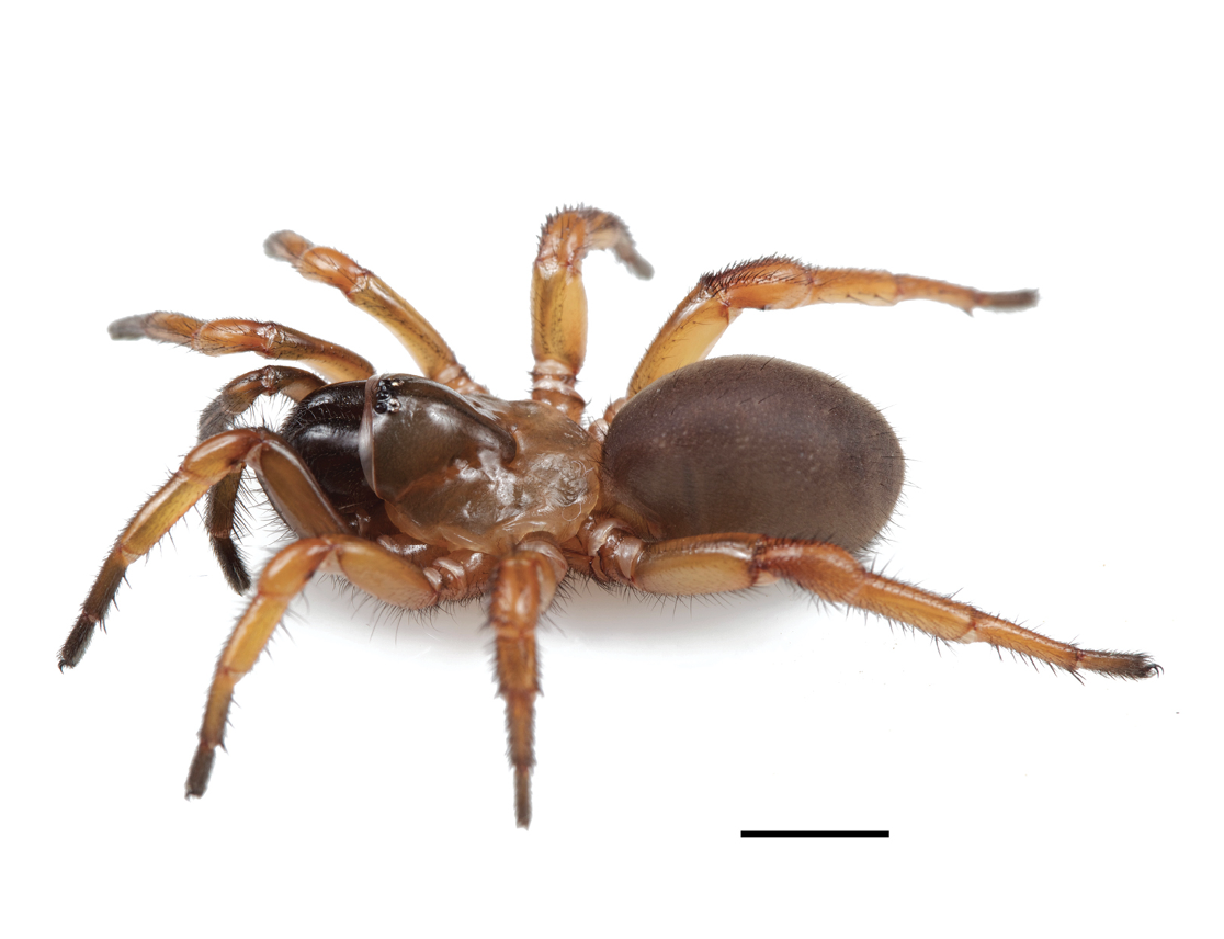 Myrmekiaphila neilyoungi