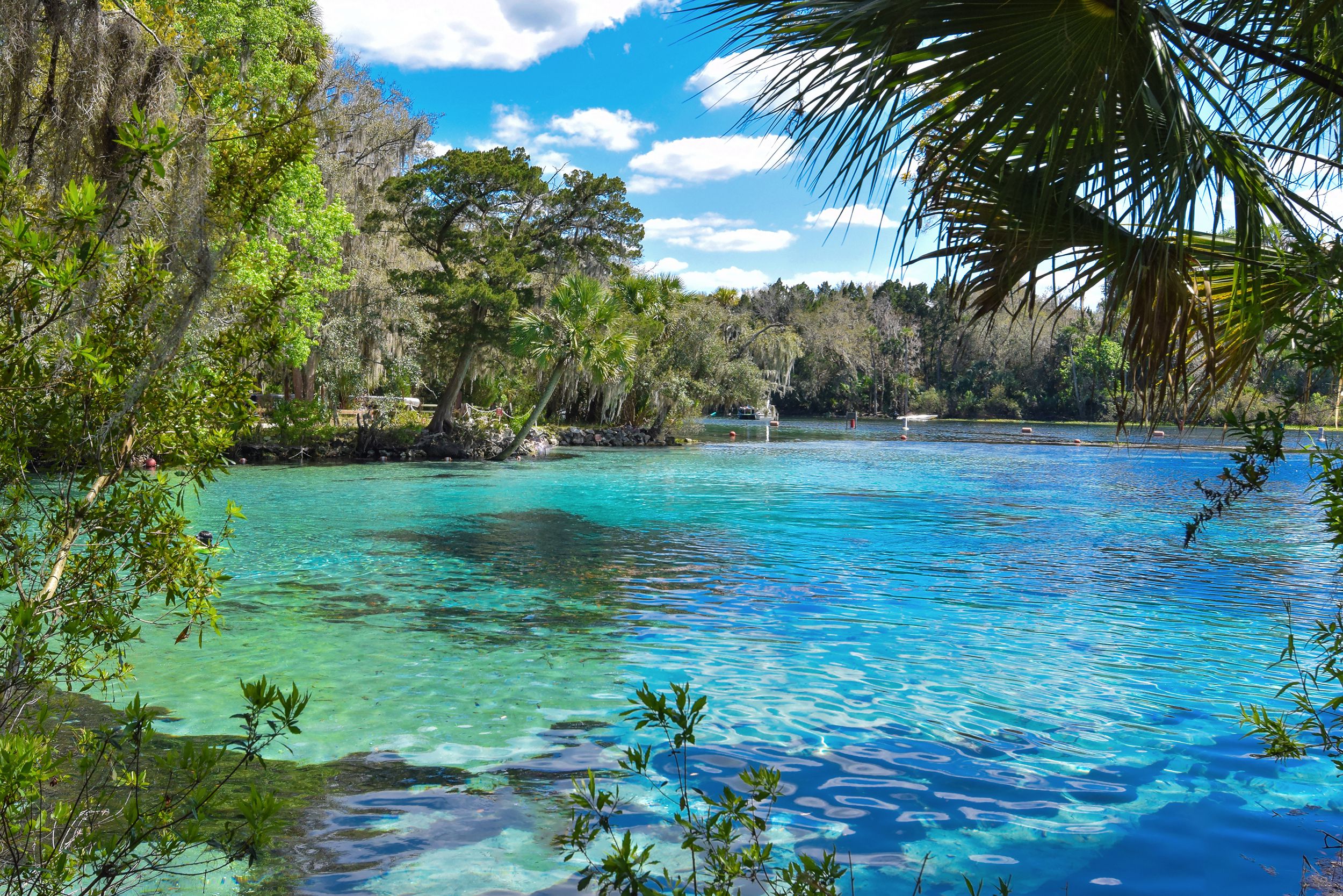 Silver Glen Springs in Ocala National Forest, Ocala, Florida as seen through trees