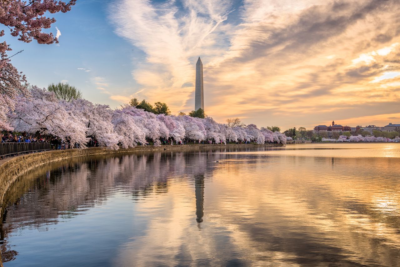 Cherry blossoms line the Tidal Basin in Washington, D.C. at sunset, with the Washington Monument reflected in the calm water under a vibrant, colorful sky.