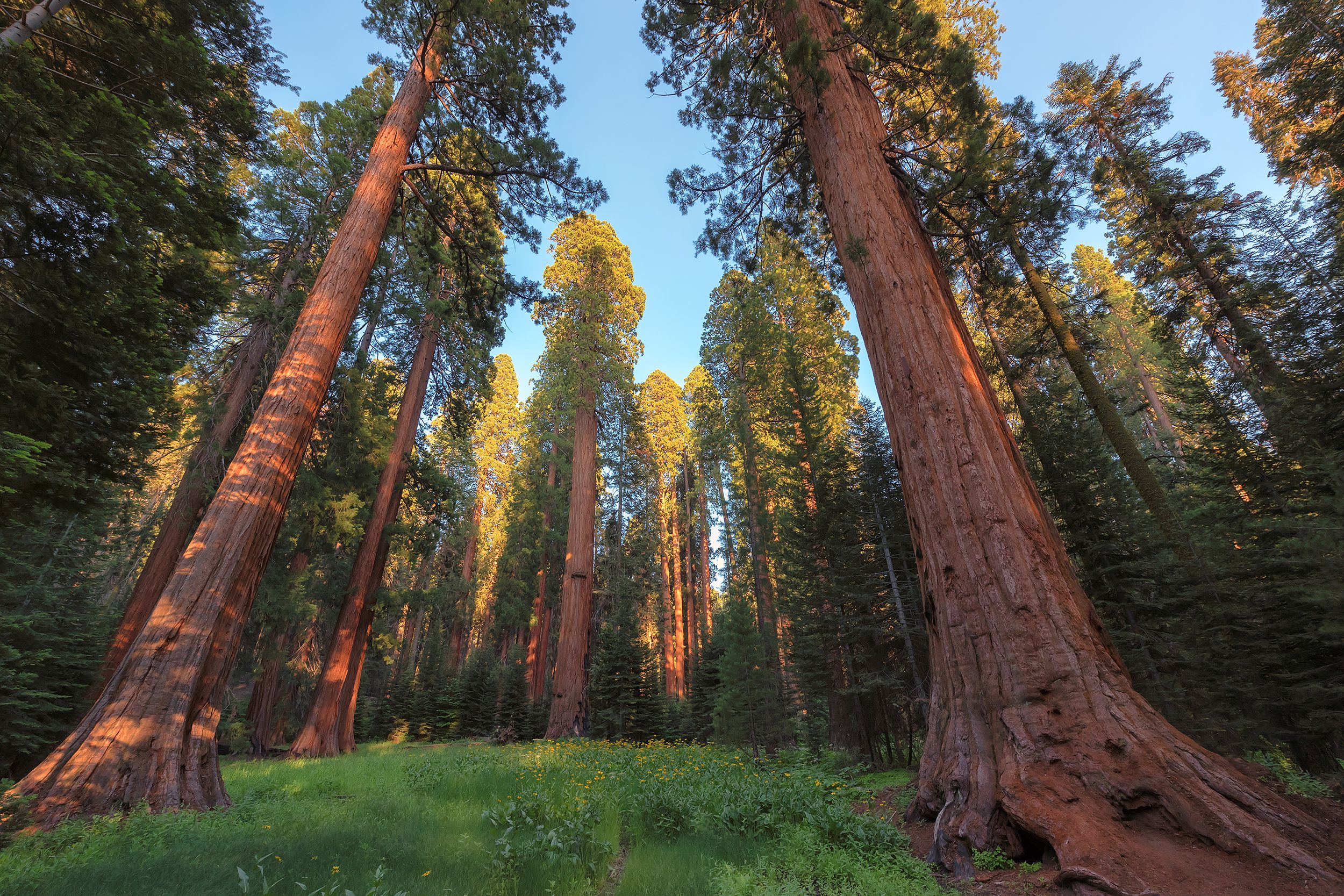 Wide-angle view of giant sequoia trees, Sequoia National Park, California with blue sky in background