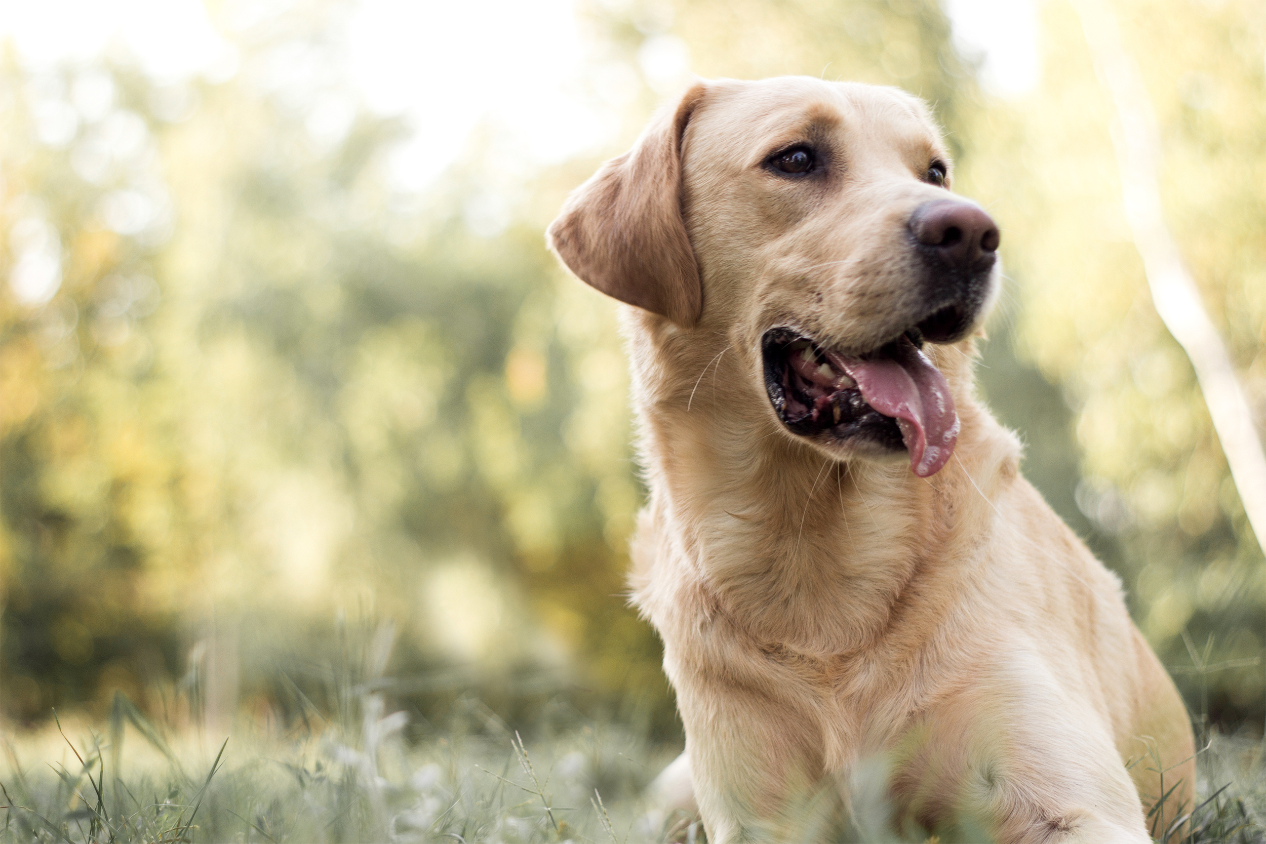 Labrador Retriever