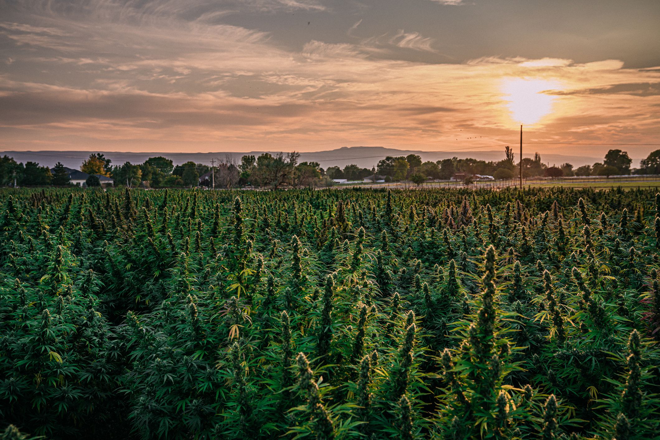 Herbal Cannabis Plants at a CBD Oil Hemp Marijuana Farm in Colorado