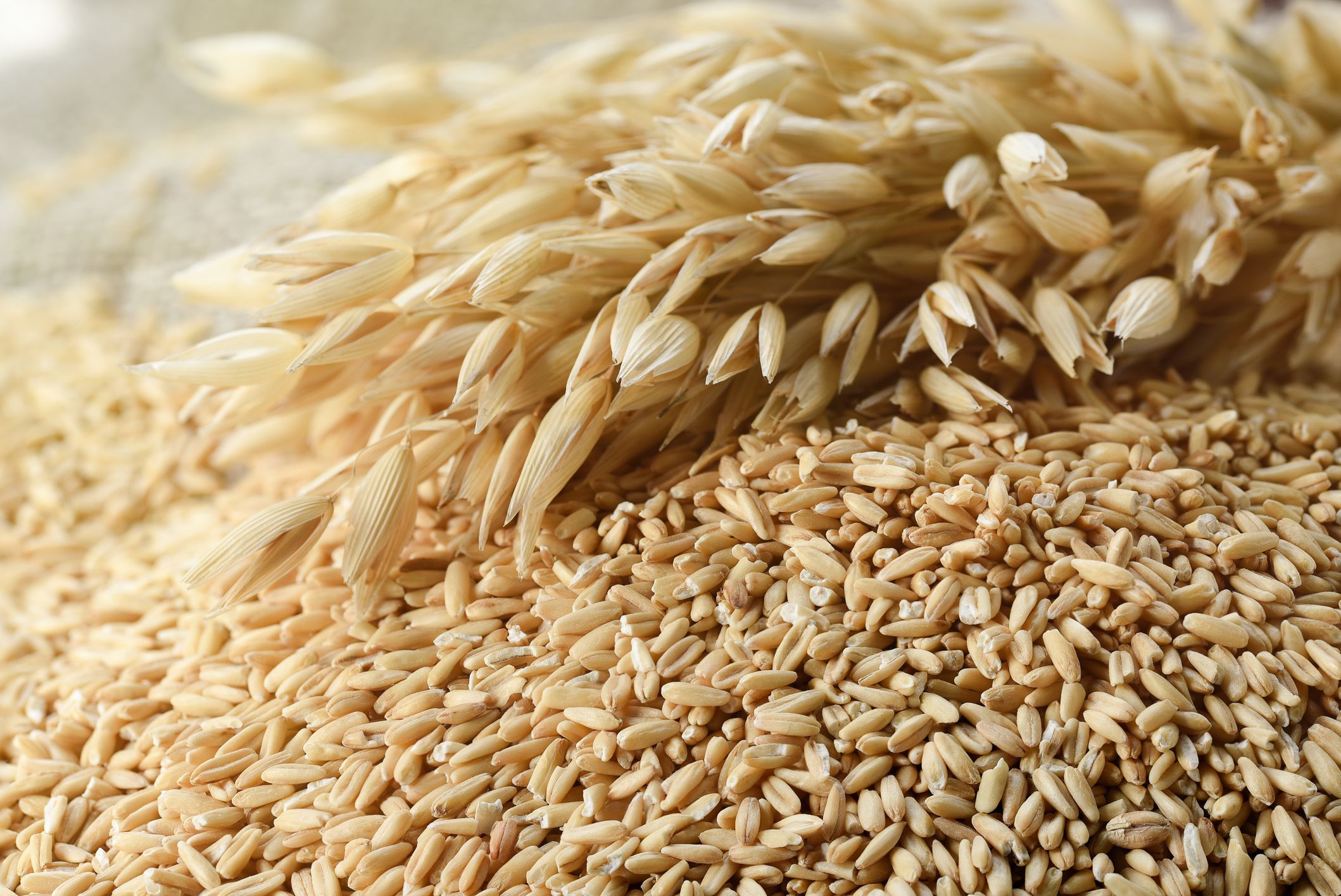 The concept of healthy eating. Whole grains of oats and oat spikelets.