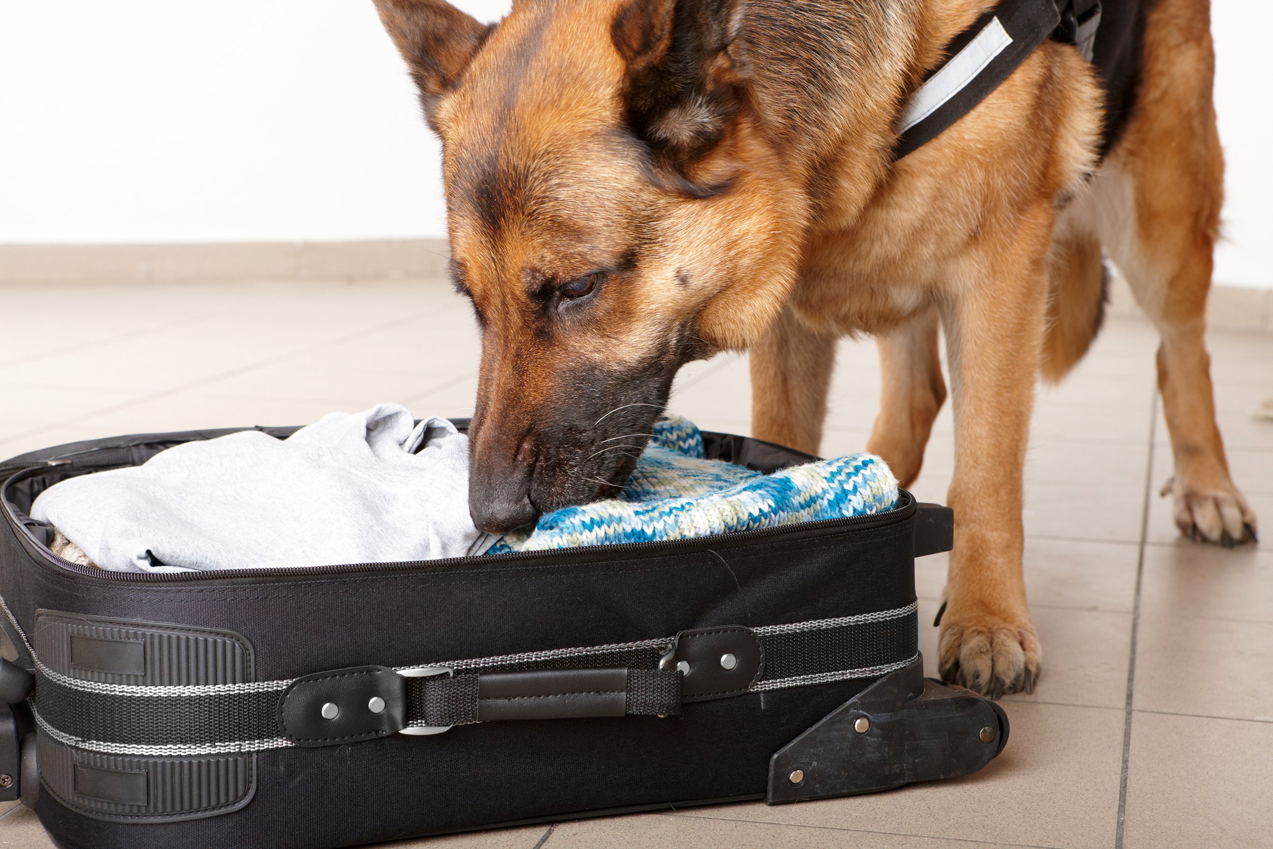 German Shepherd sniffing an opened suitcase at an airport