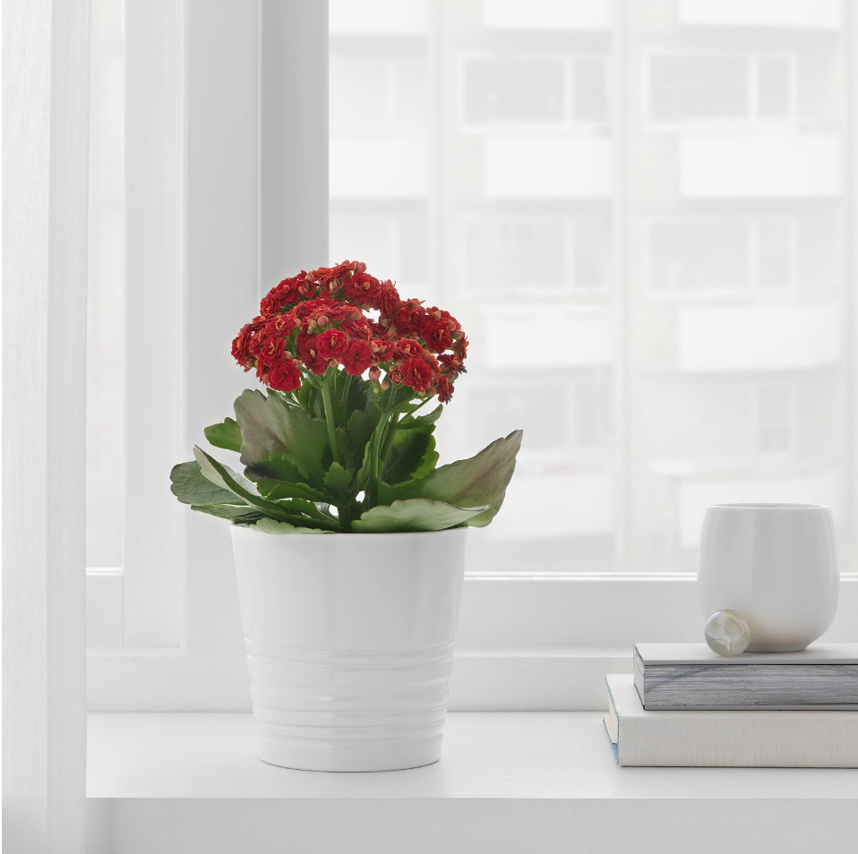 Muskot Plant Pot