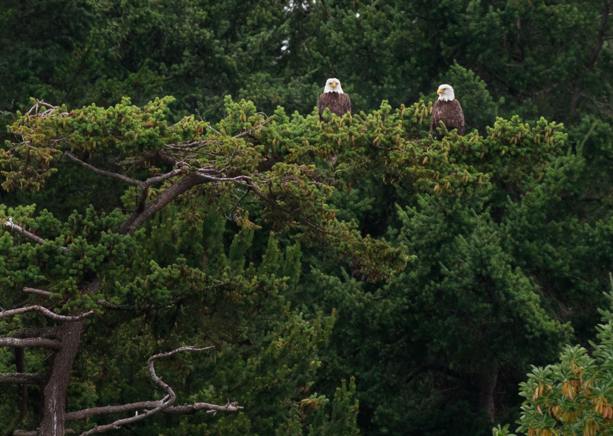 This is a photo of a bald eagle nest somewhere in the Georgia Strait, British Columbia, Canada. There are two eagles in the nest.