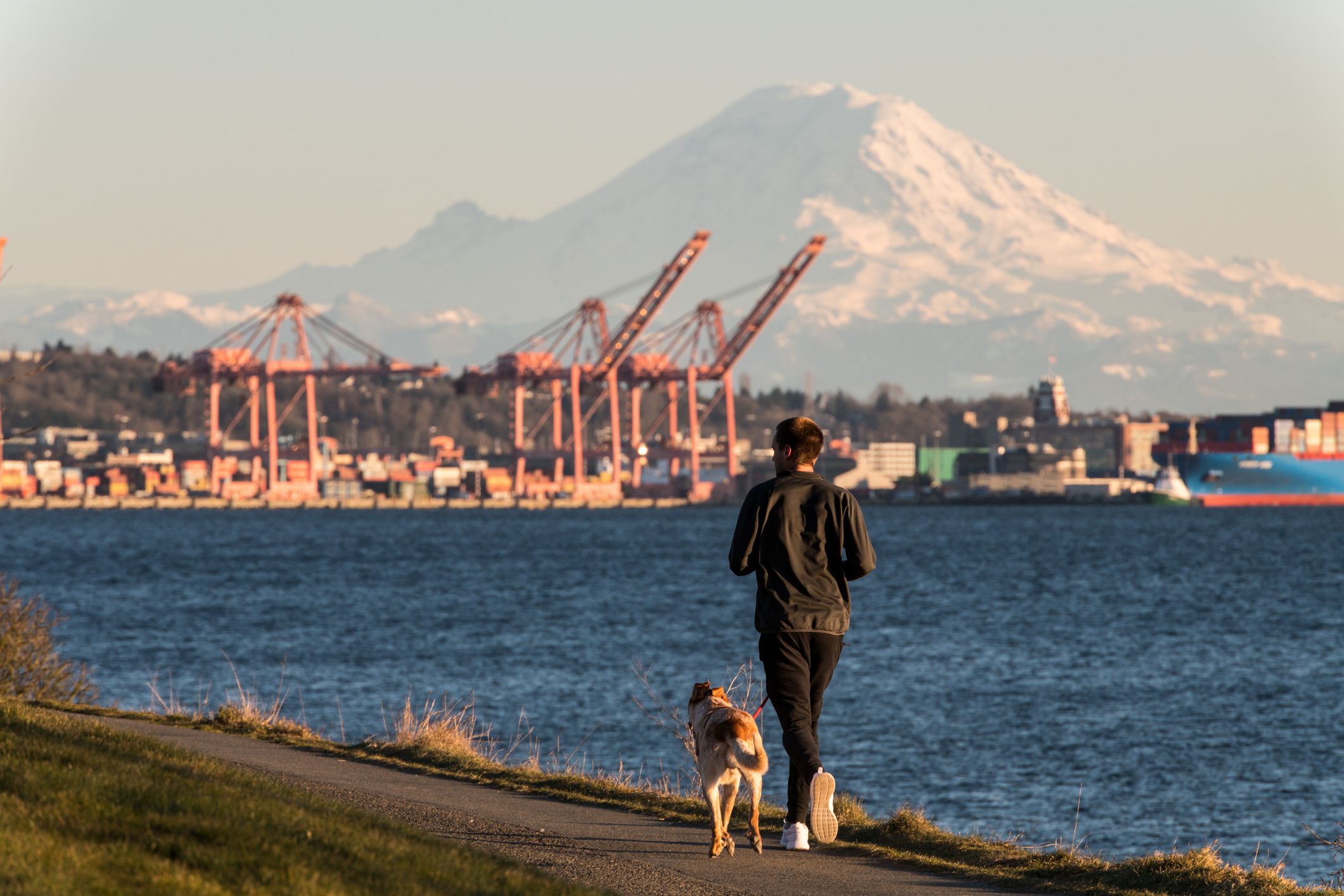 Seattle, USA - Mar 4, 2019: A man walking a dog in Myrtle Edwards Park late in the day with Mount Rainer and the ports in background.