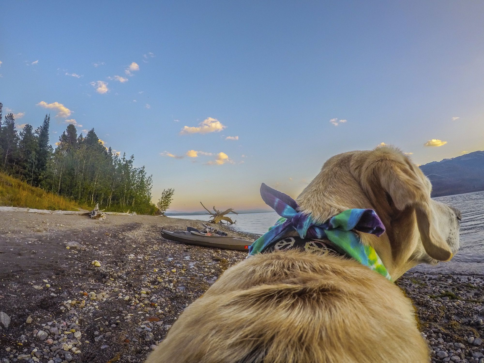 A dog with an action camera on his back takes photographs during the twilight by Jackson Lake in the Grand Teton Range in Wyoming.