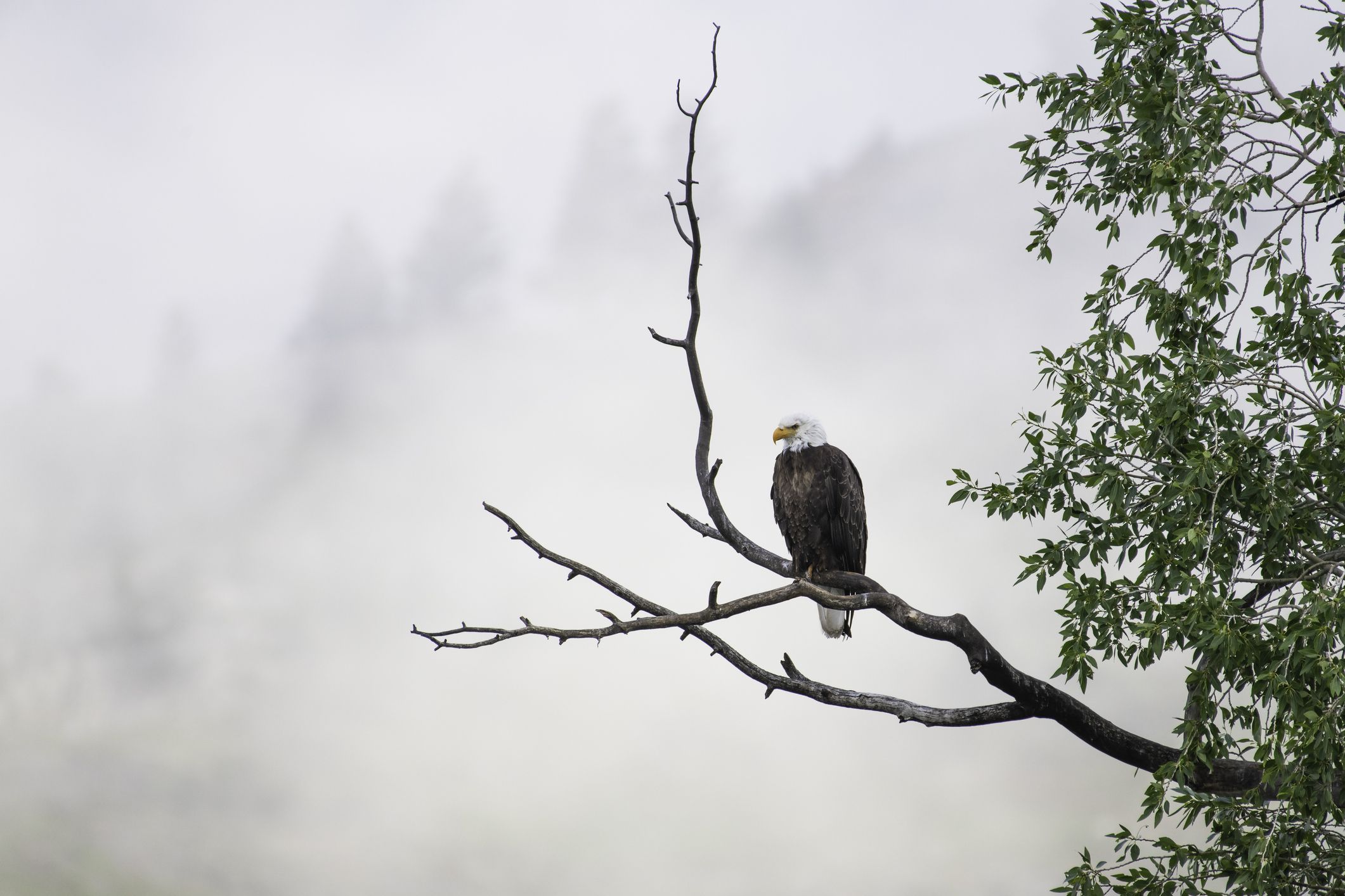Bald Eagle with fog in background