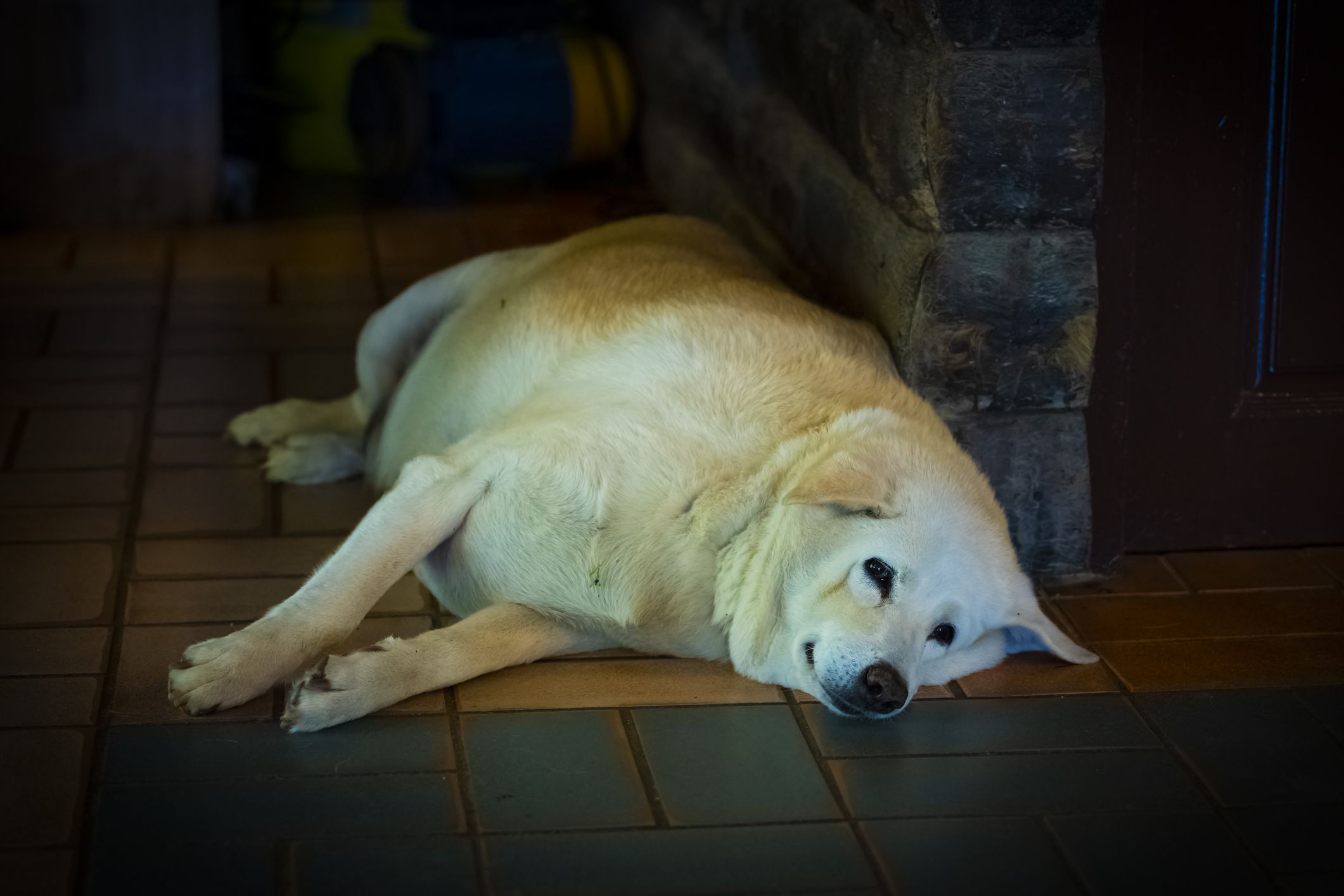 Fat dog at resort reception.