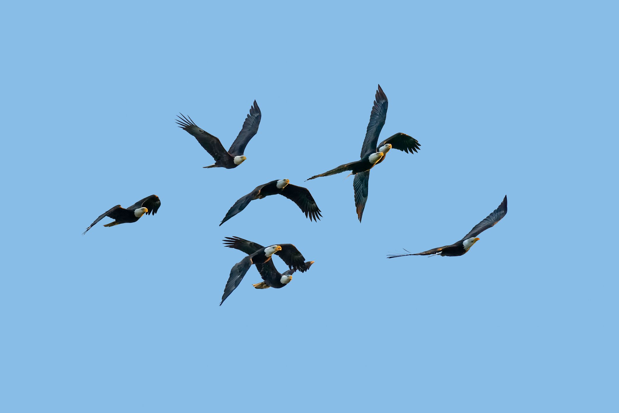A group of bald eagles fly in the blue sky