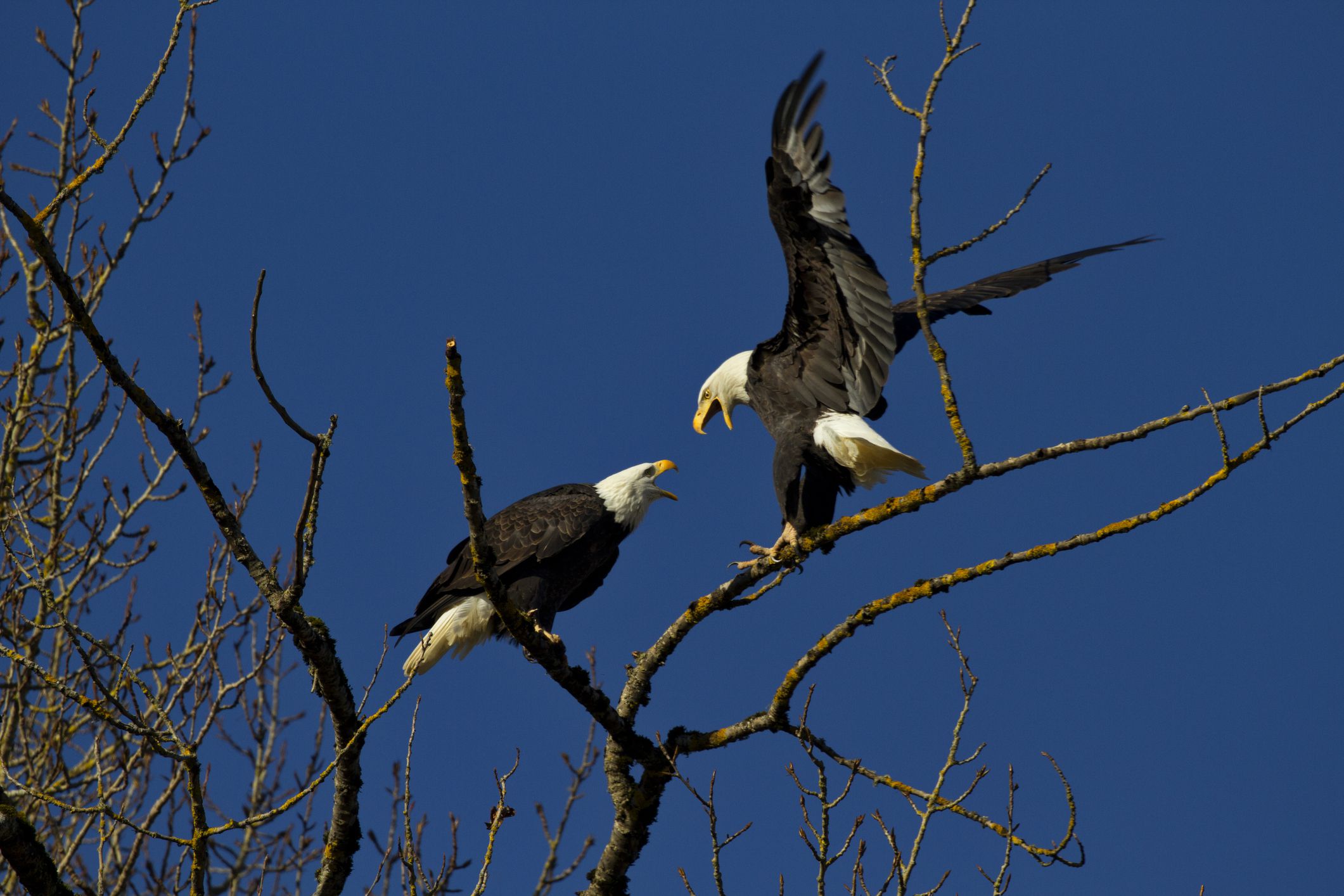 Bald eagles behave with territorial aggression at treetop on Sauvie Island in Oregon