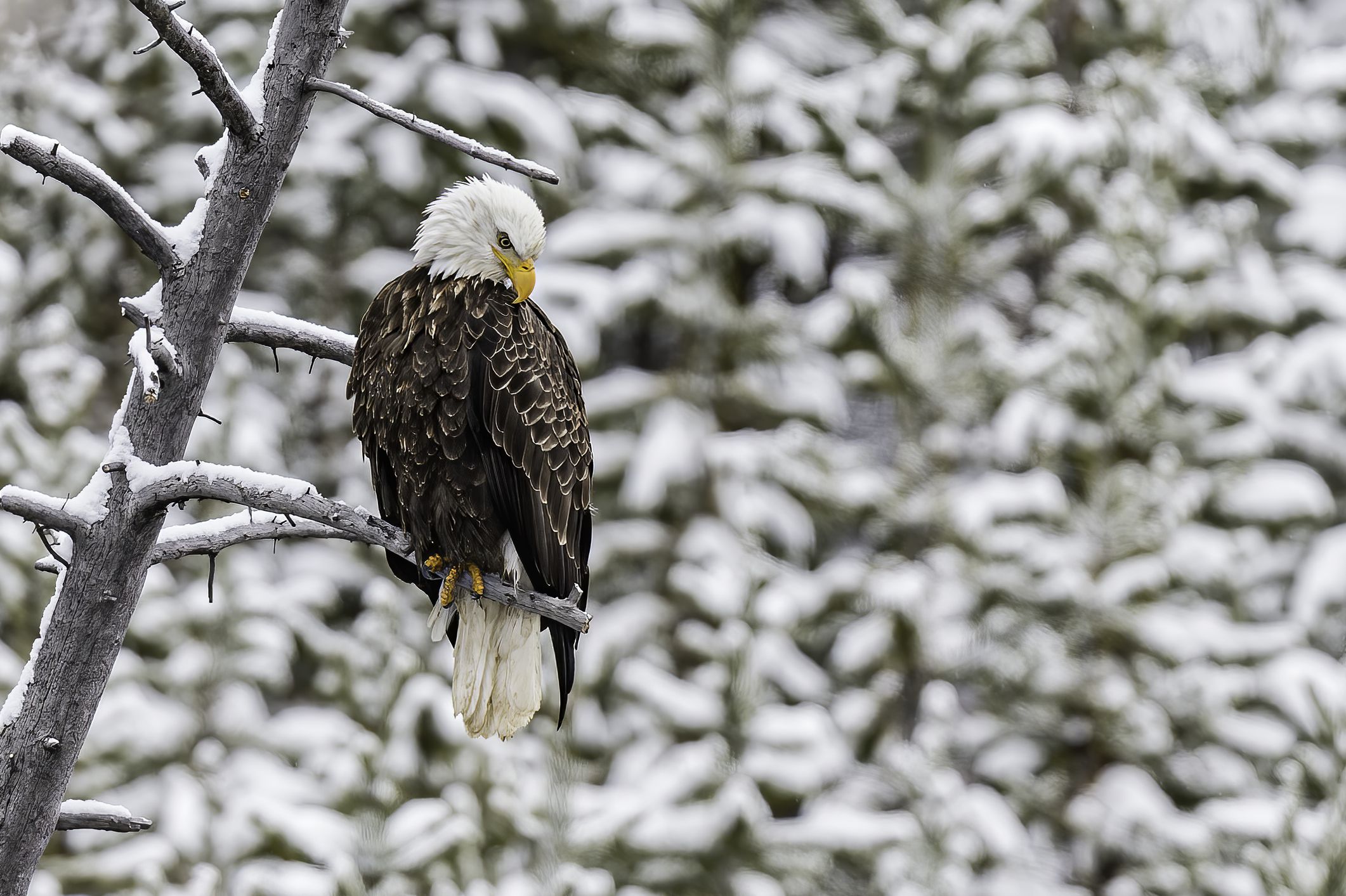 Bald Eagle, Haliaeetus leucocephalus; sitting on a tree, Winter in Yellowstone National Park, Wyoming.