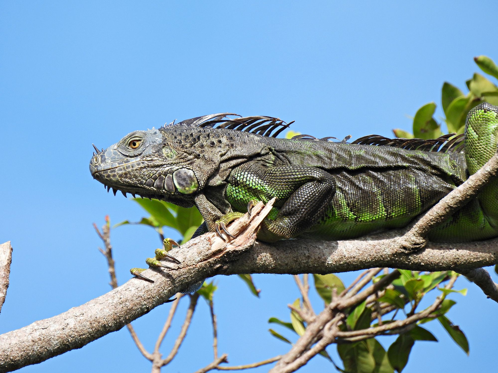 Green Iguana - profile