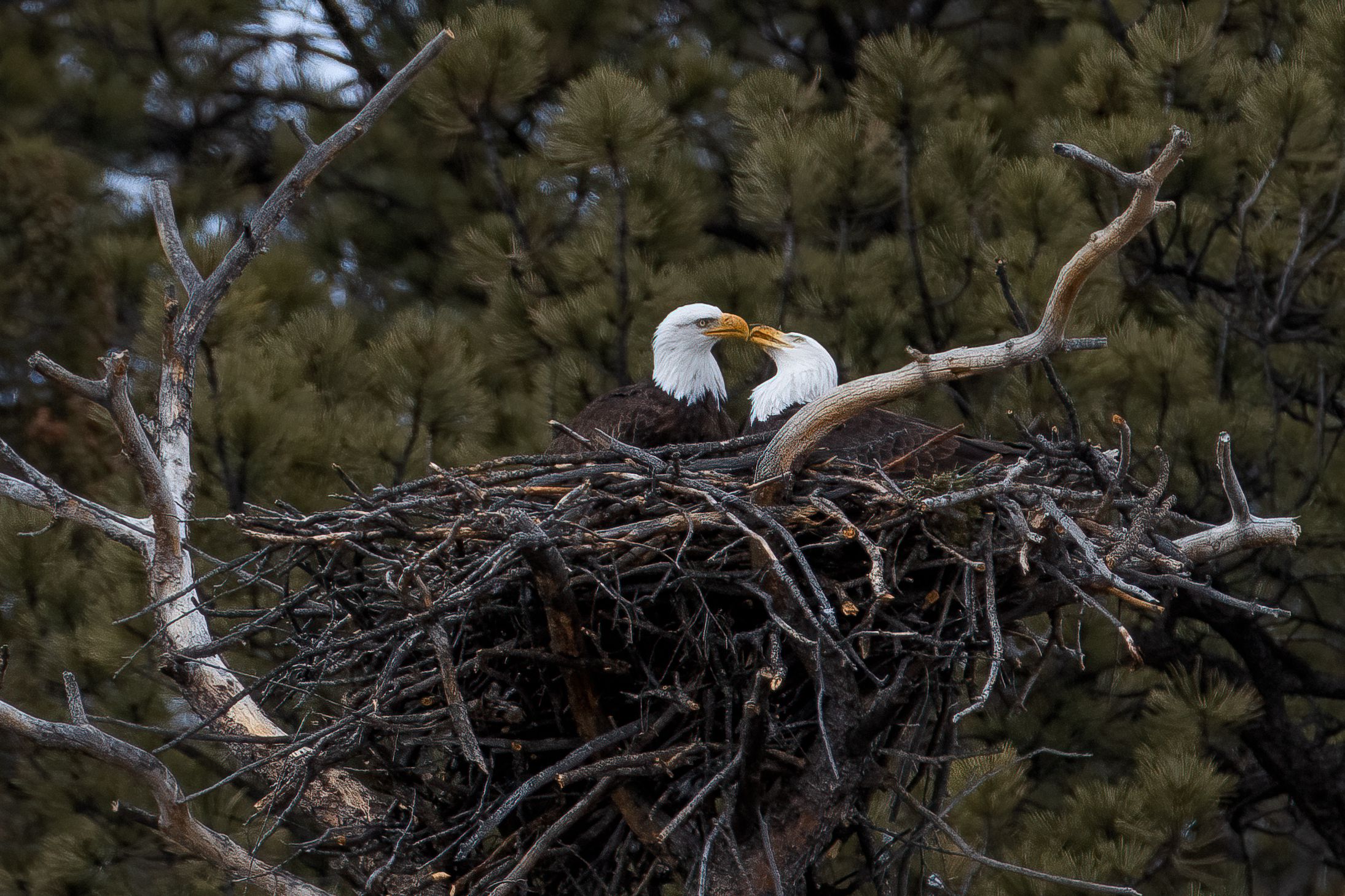 Bald Eagles kissing. Close contact during mating period.