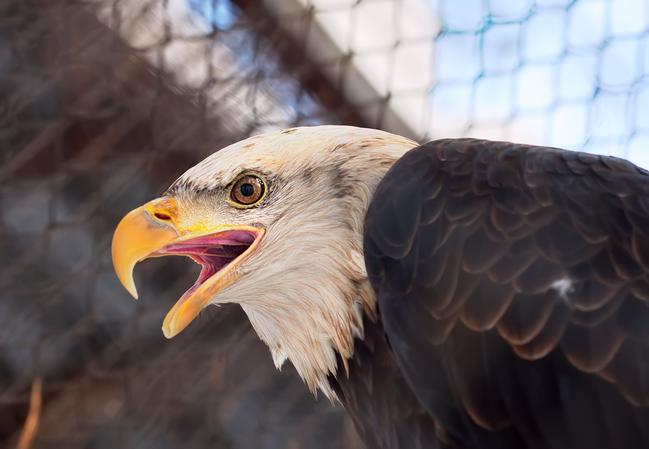 A bird of prey from the family of hawks with a white head, an open yellow beak and a red eye in profile
