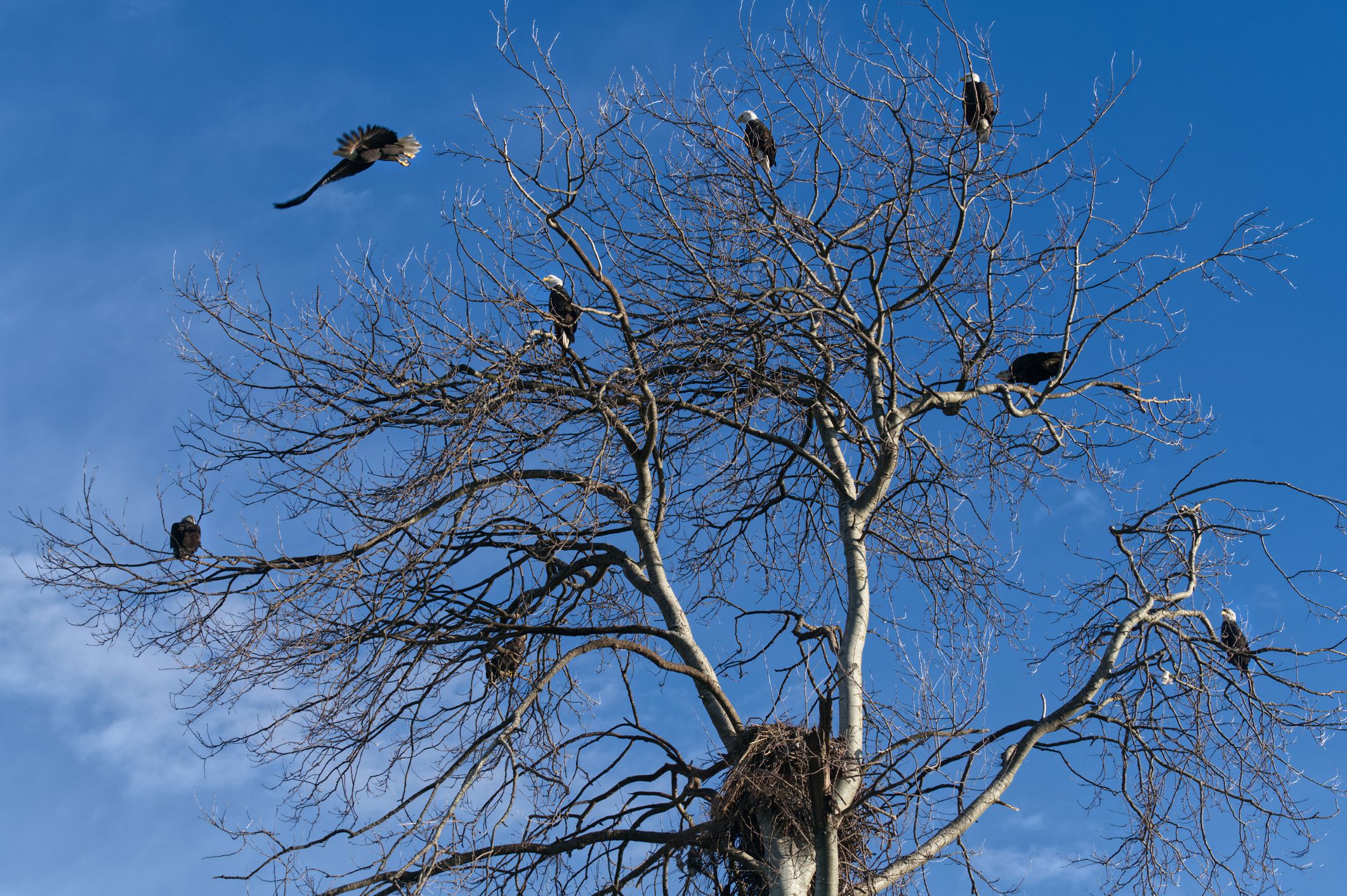 Eagle activity and a huge nest