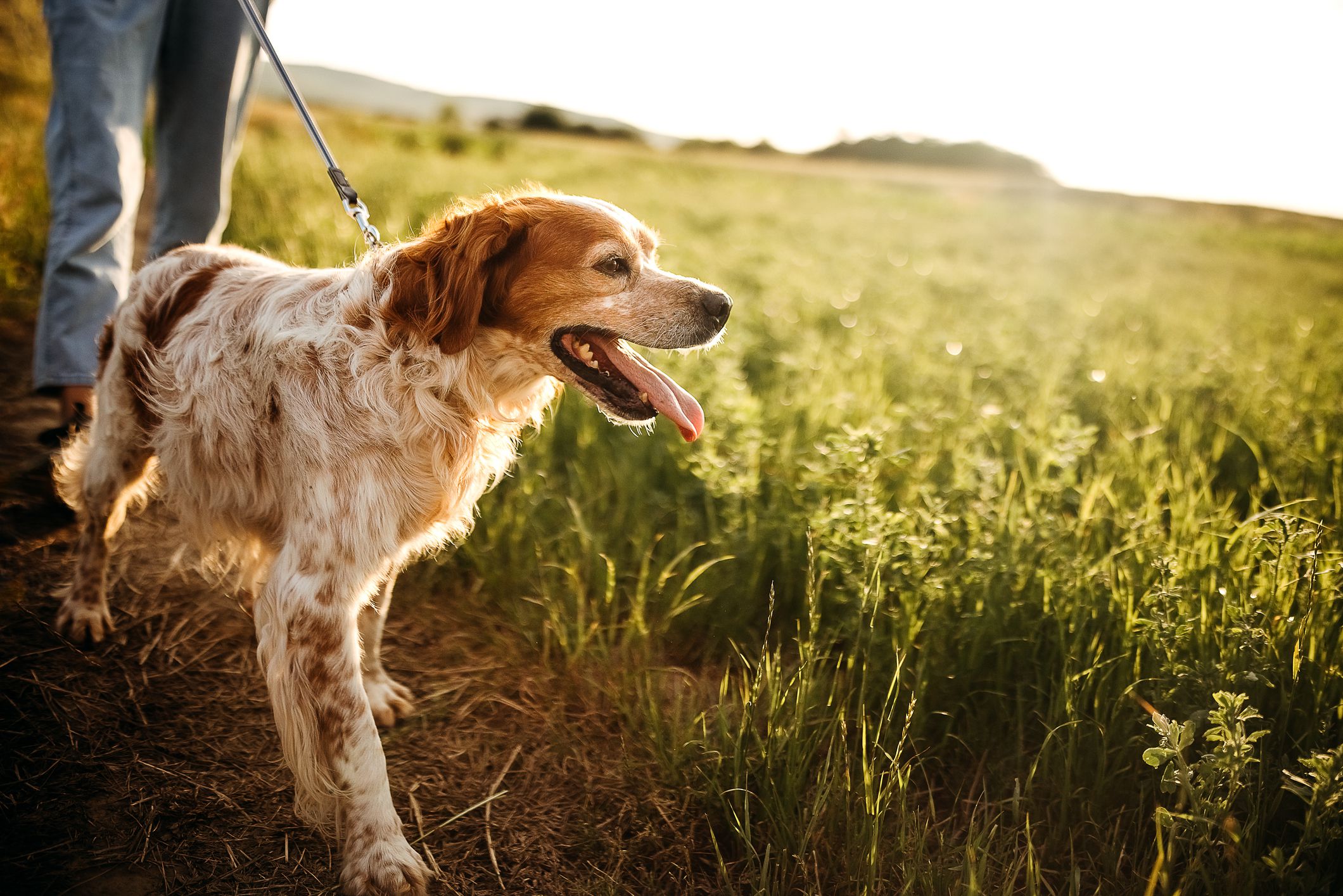 The dog runs across the field next to its owner