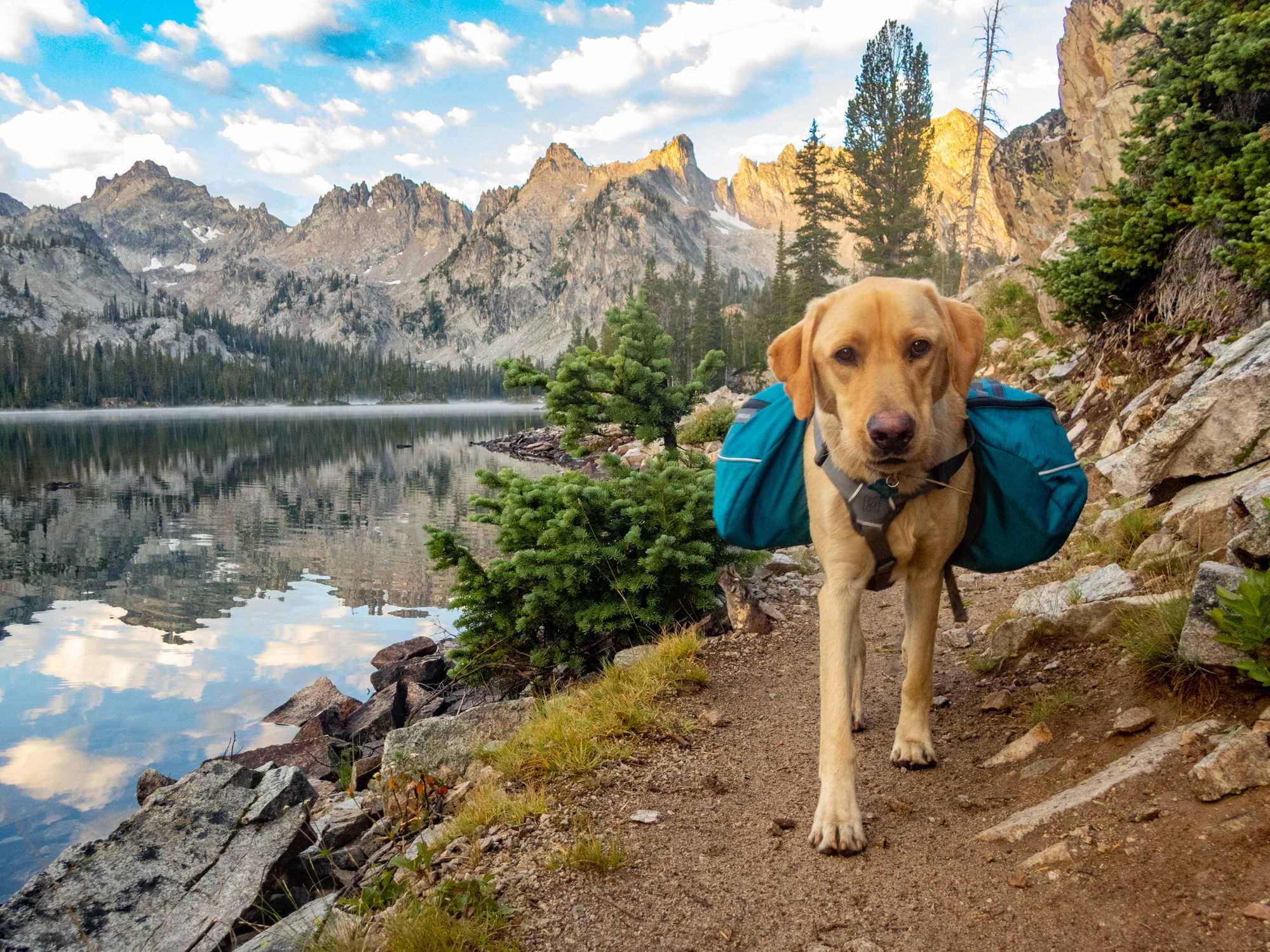 Backpacking with a dog in the Sawtooth Mountain Wilderness at Alice Lake