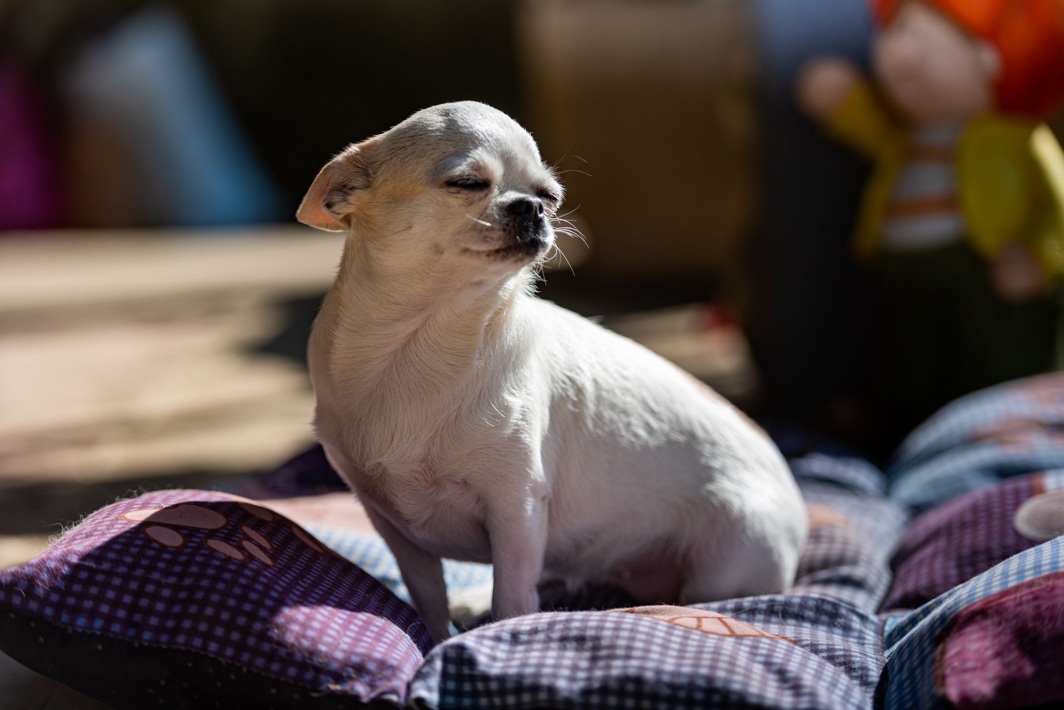 Cute White Chihuahua Sunbathing on Blanket Outdoors on Spring Sunny Day