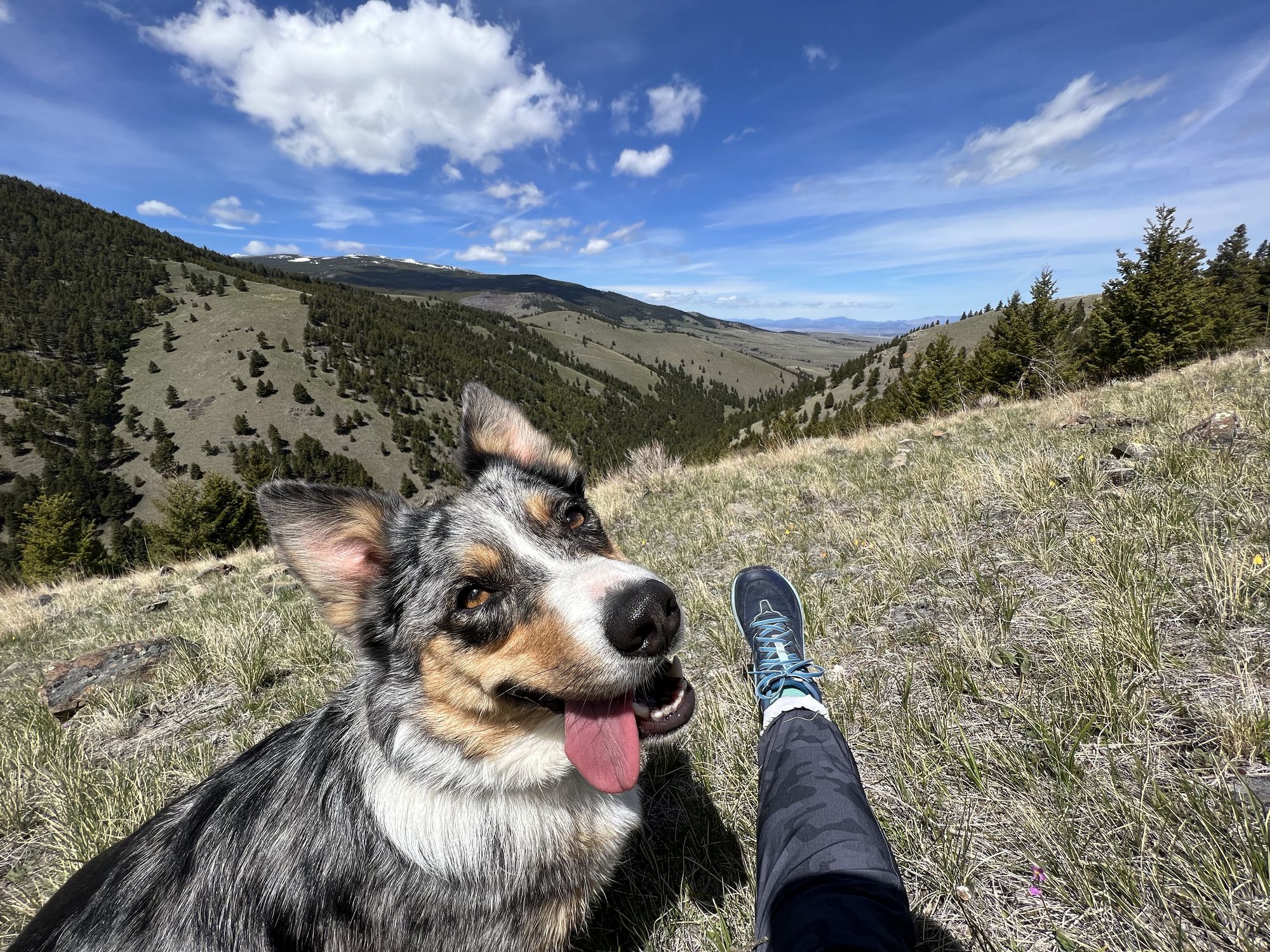 Dog hiking in mountains with funny tongue tire dog