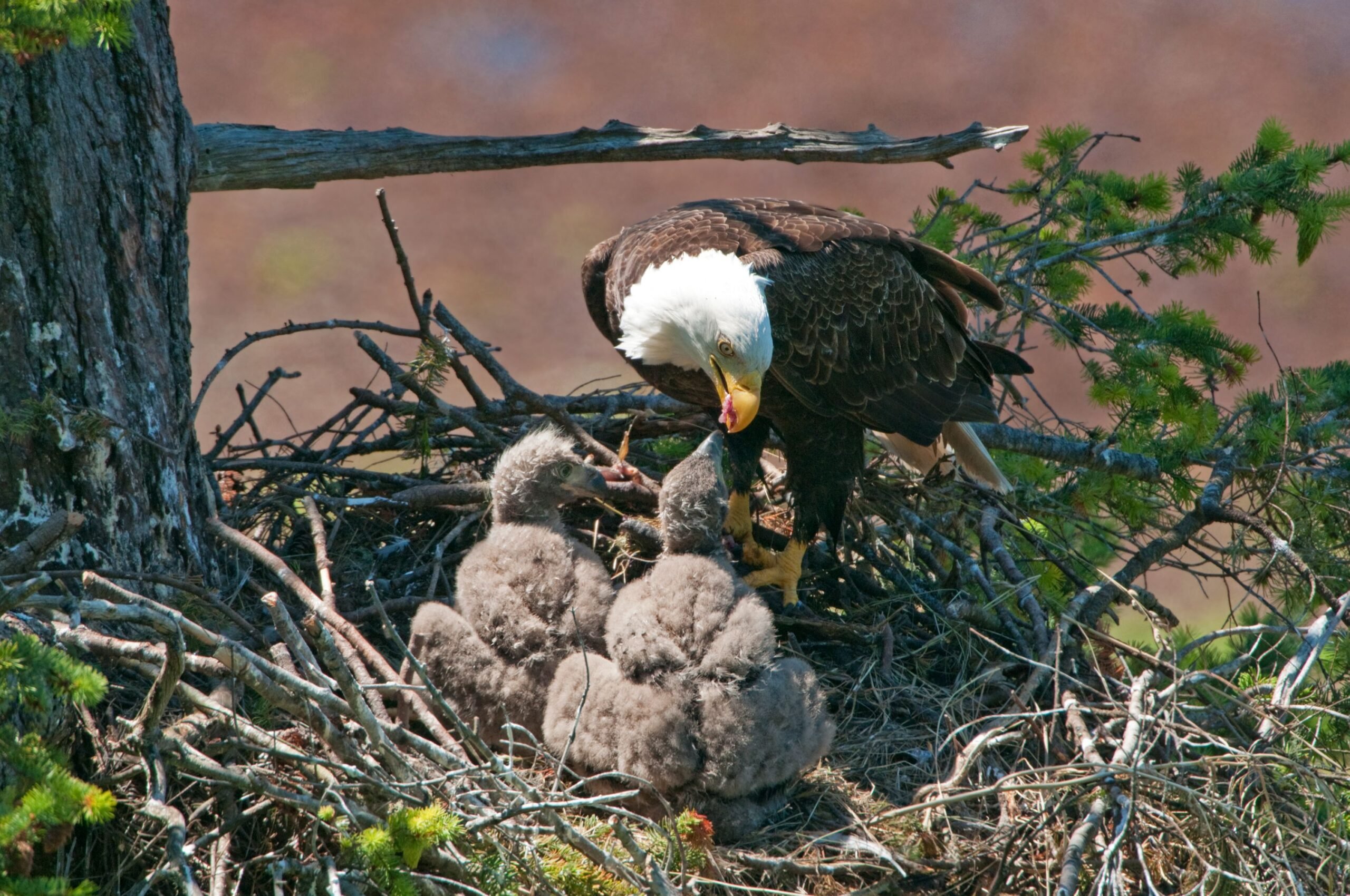 Eagle Feeding 2 Chicks. Five weeks after hatch.