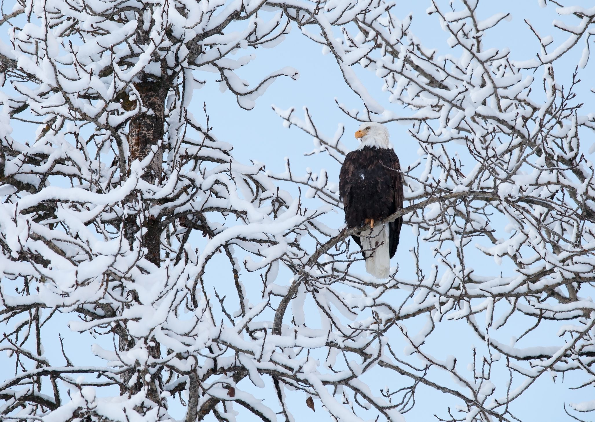 Alaskan bald eagle in winter with snow covered branches.