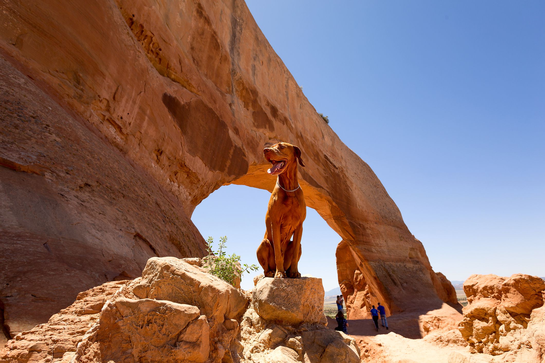 happy traveling dog sitting on a rock in the front of a sandstone arch in Utah