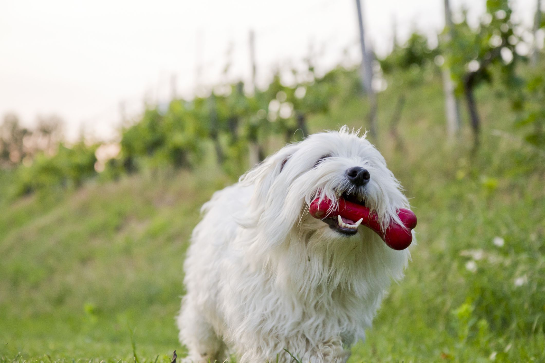 Close up of cute Coton de Tulear dog running with plastic bone in the middle of vineyard.