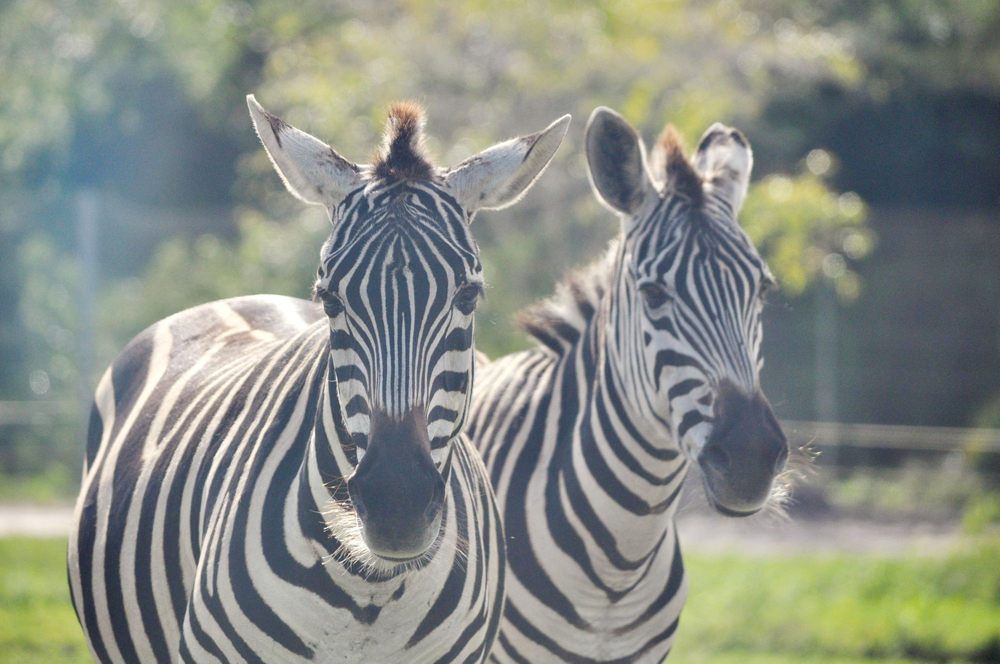 Lion Country Safari, Loxahatchee, Florida