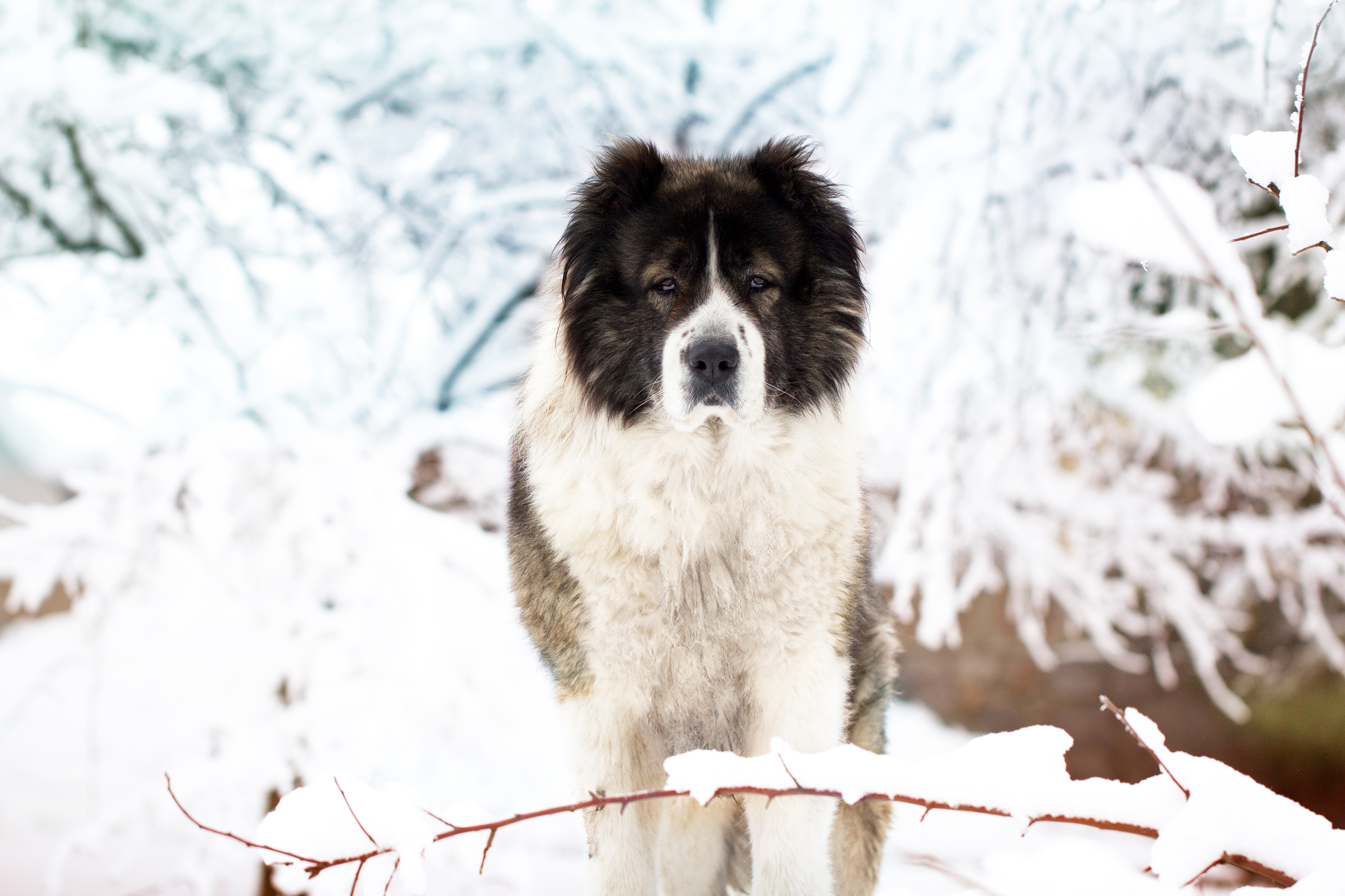 Caucasian Shepherd
