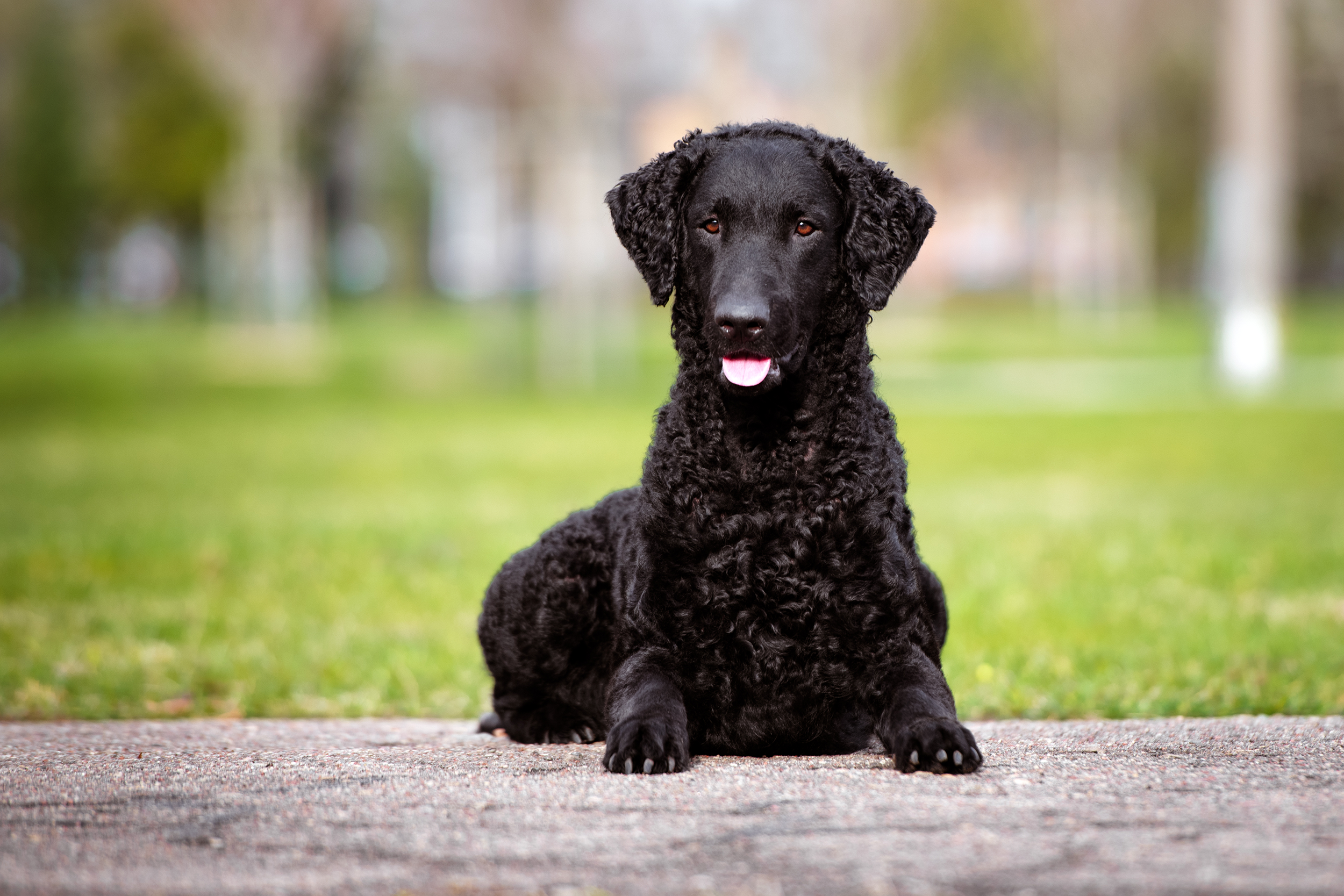 Curly Coated Retriever