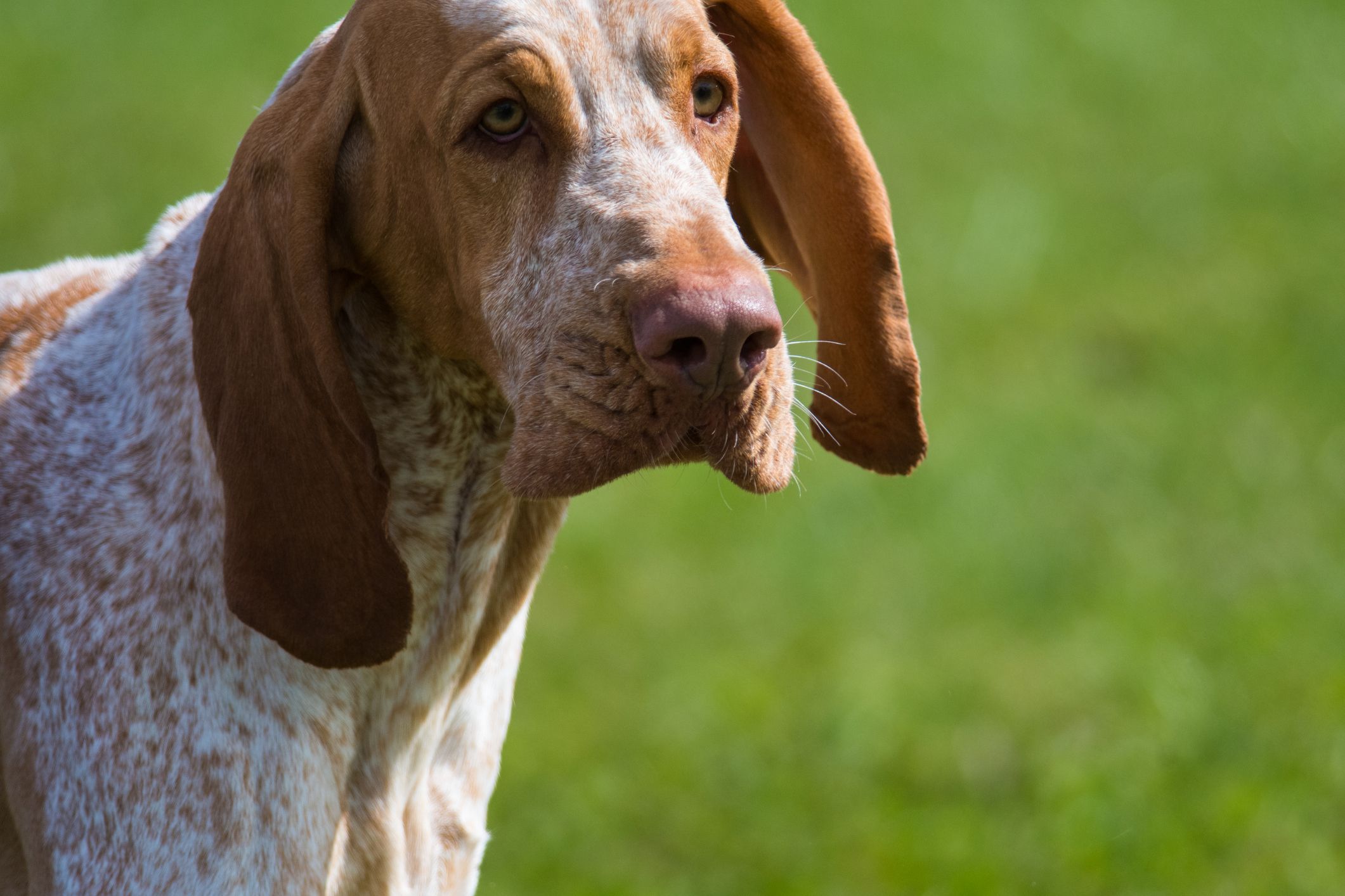 Bracco Italiano