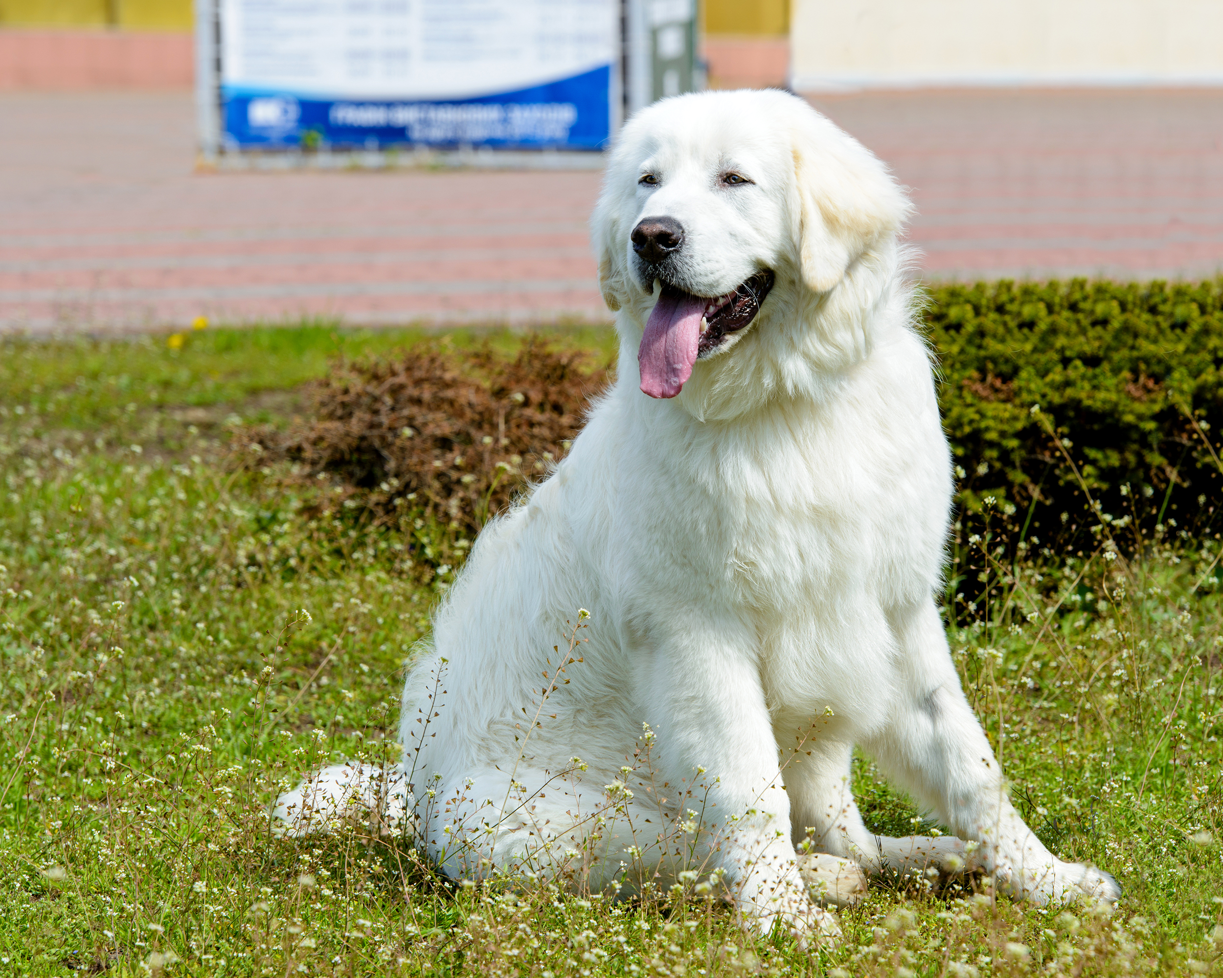 Kuvasz