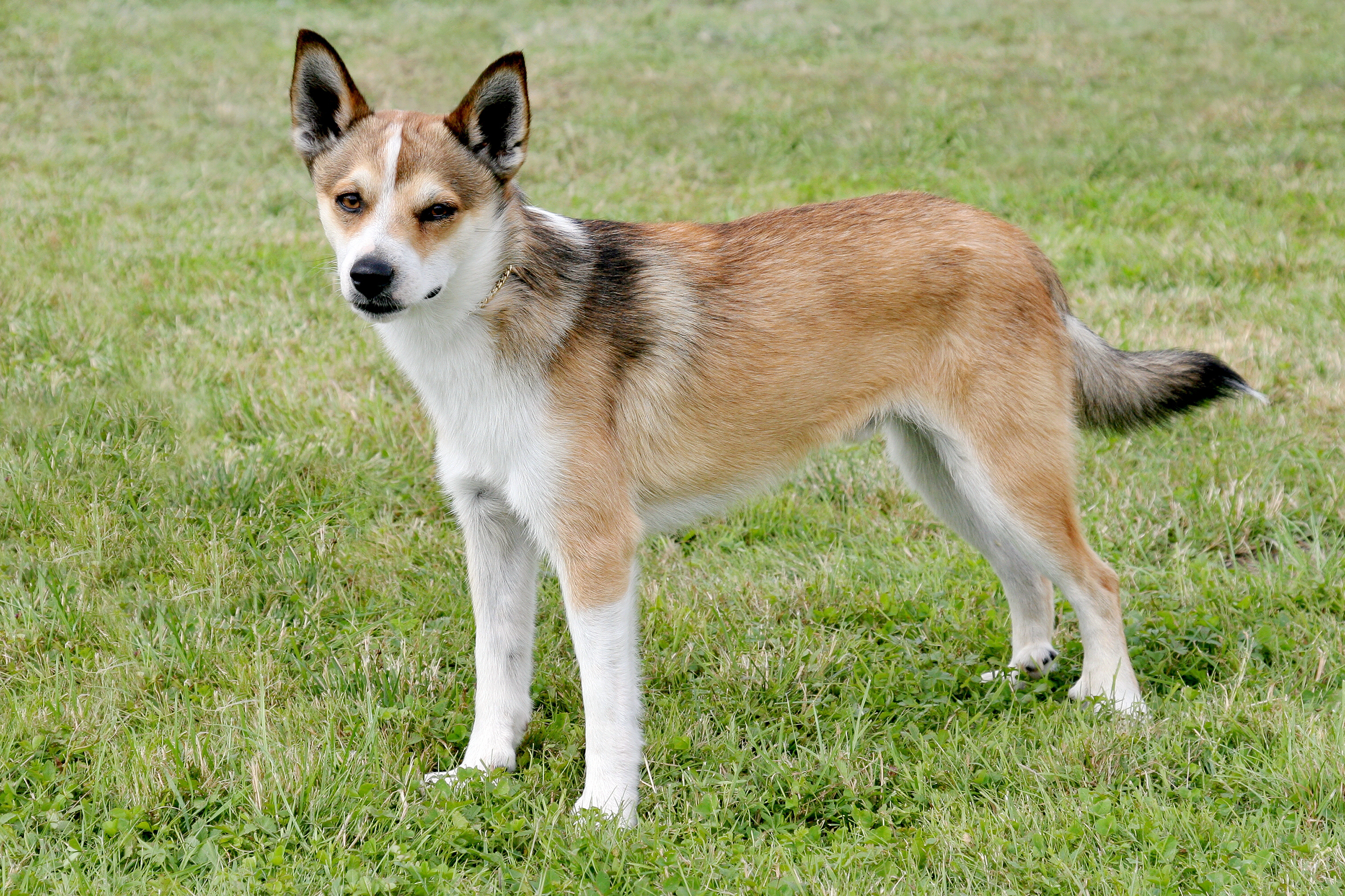 Norwegian Lundehund