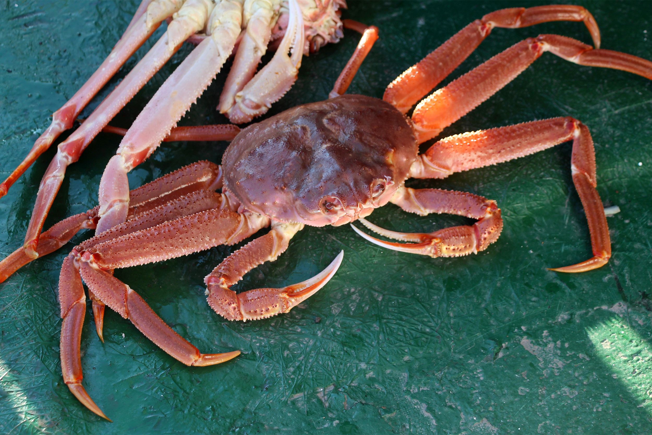 Snow Crab