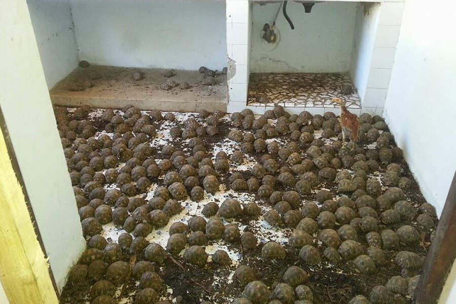 Turtles hoarded
