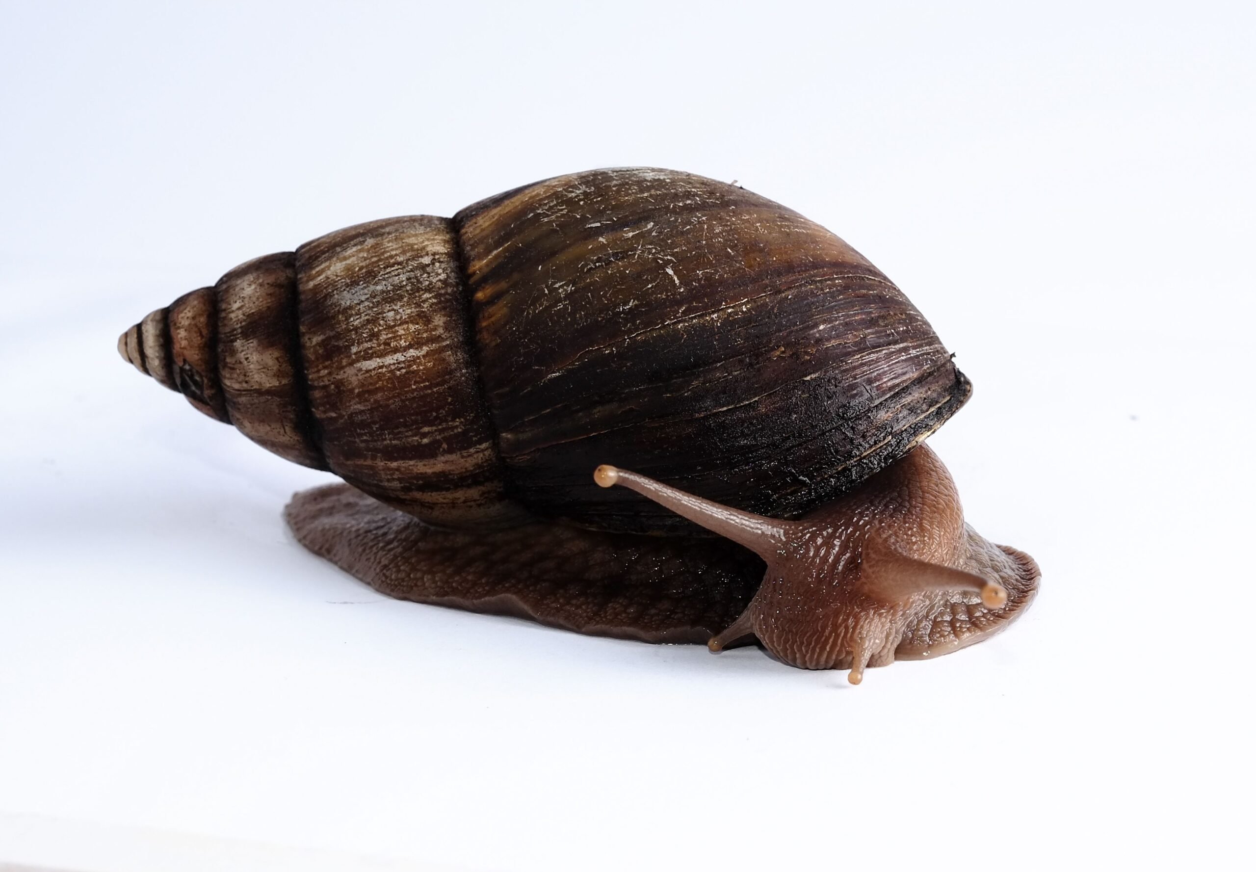 Giant african Land snail out of its shell with tentacles fully out on a white background.