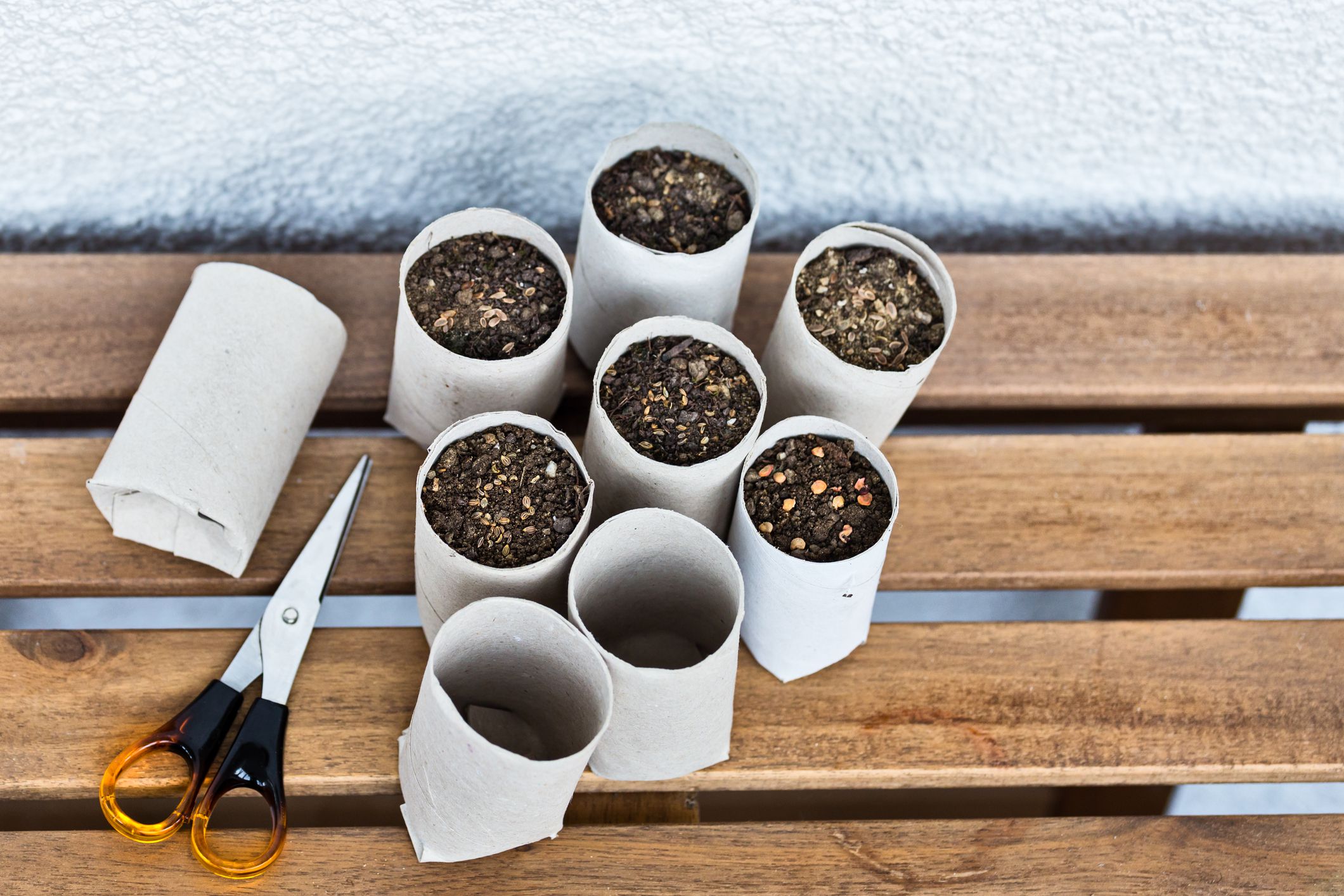 Toilet paper roll recycled as a seedling planters